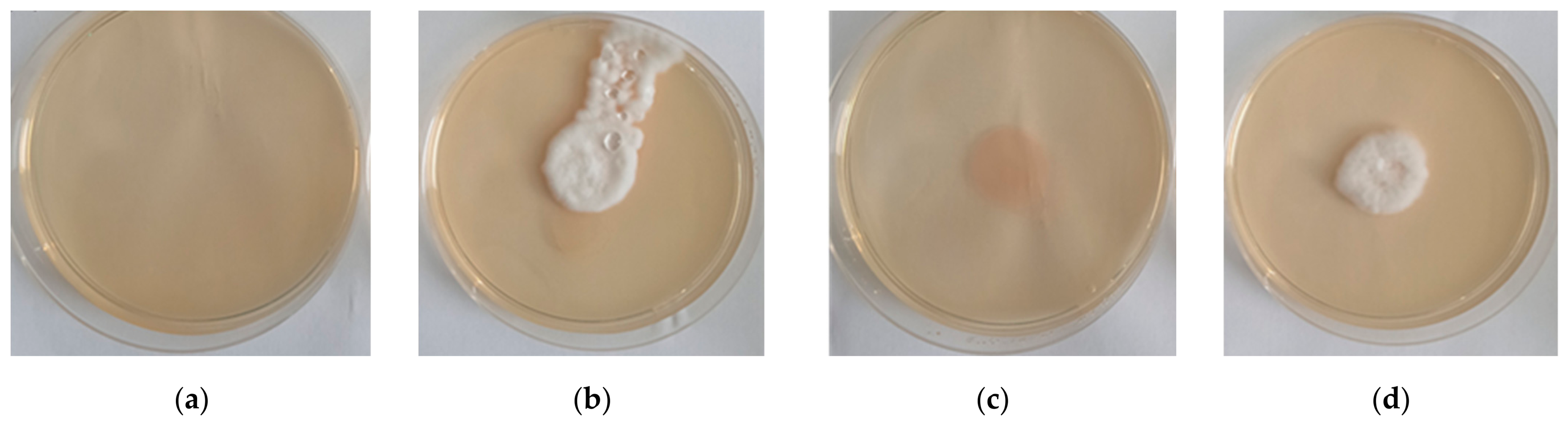 Pathogens 15 00524 g002 Pathogens 15 00524 g002