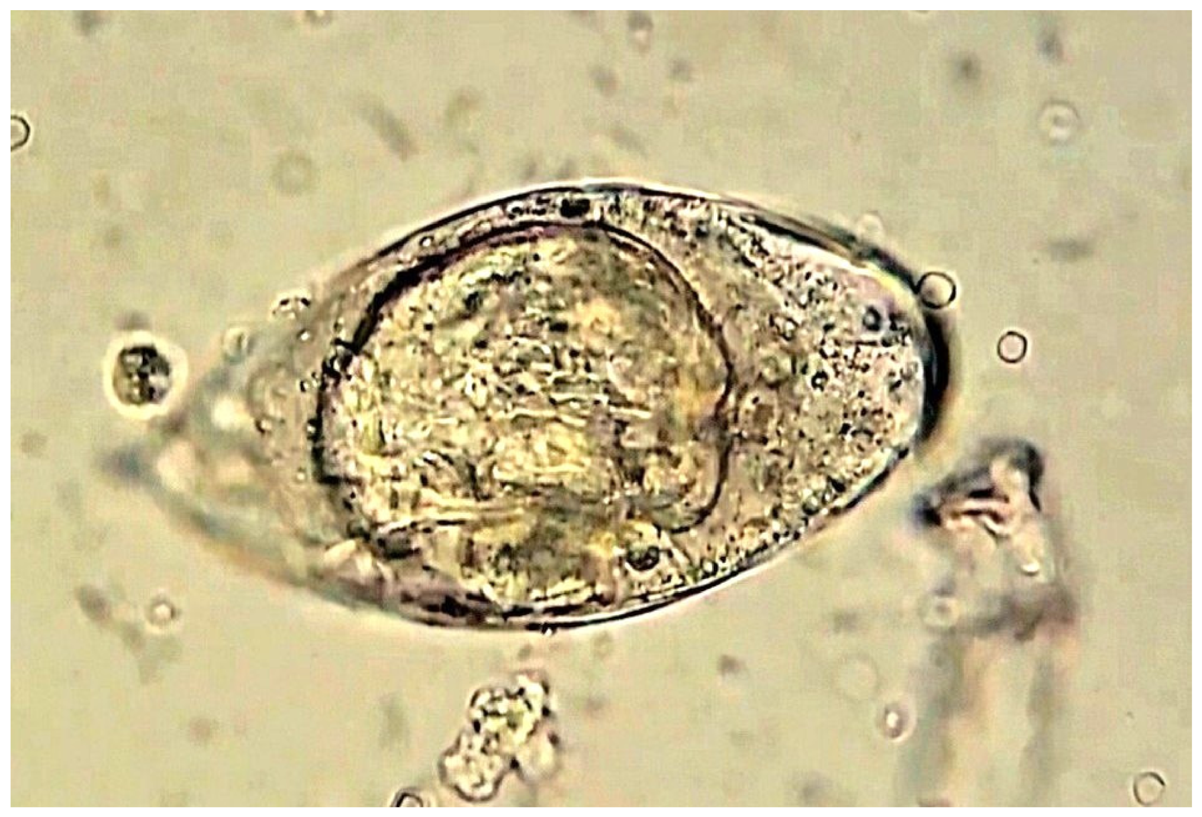 Pathogens 15 00536 g003