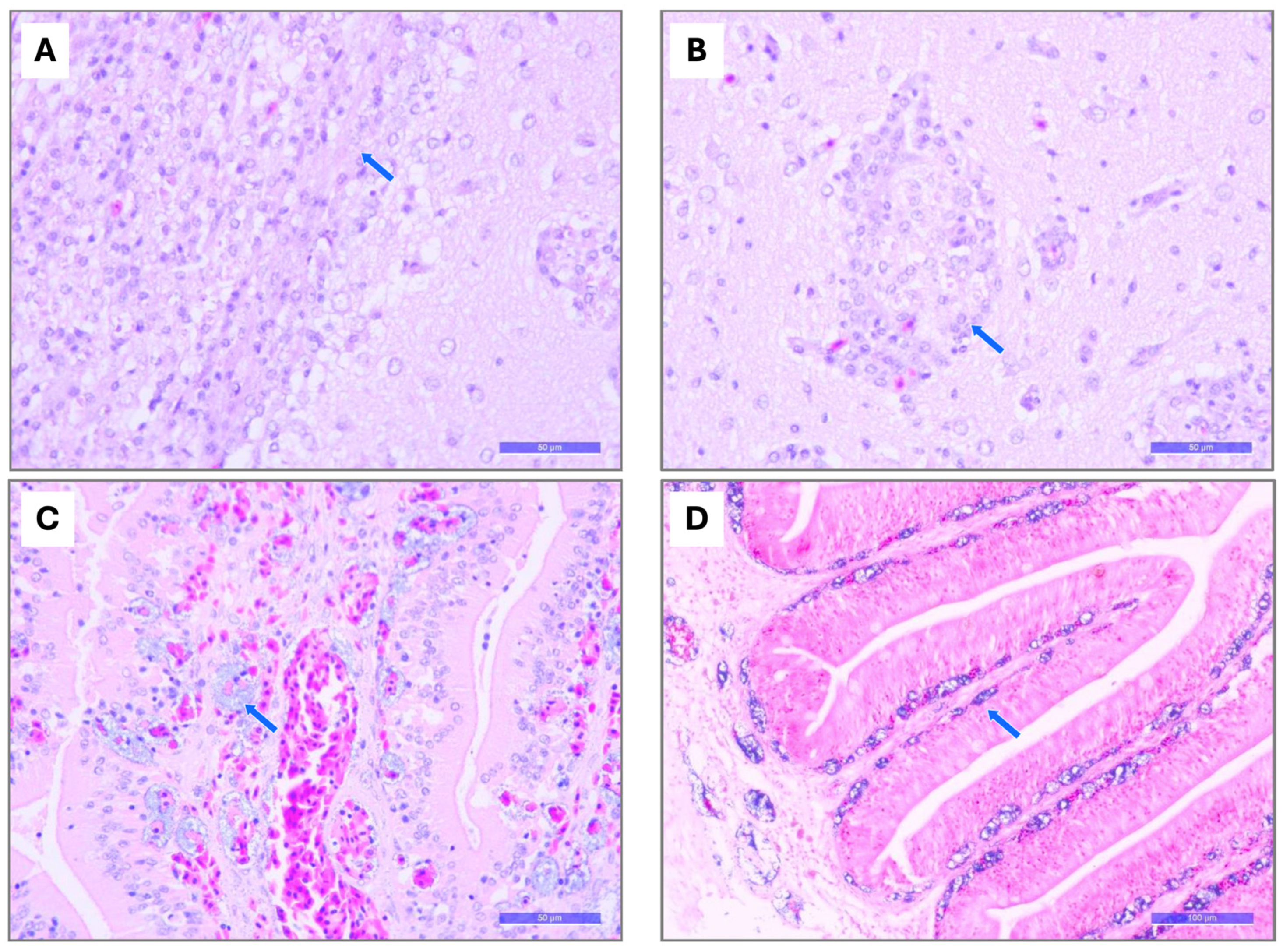 Pathogens 15 00545 g006