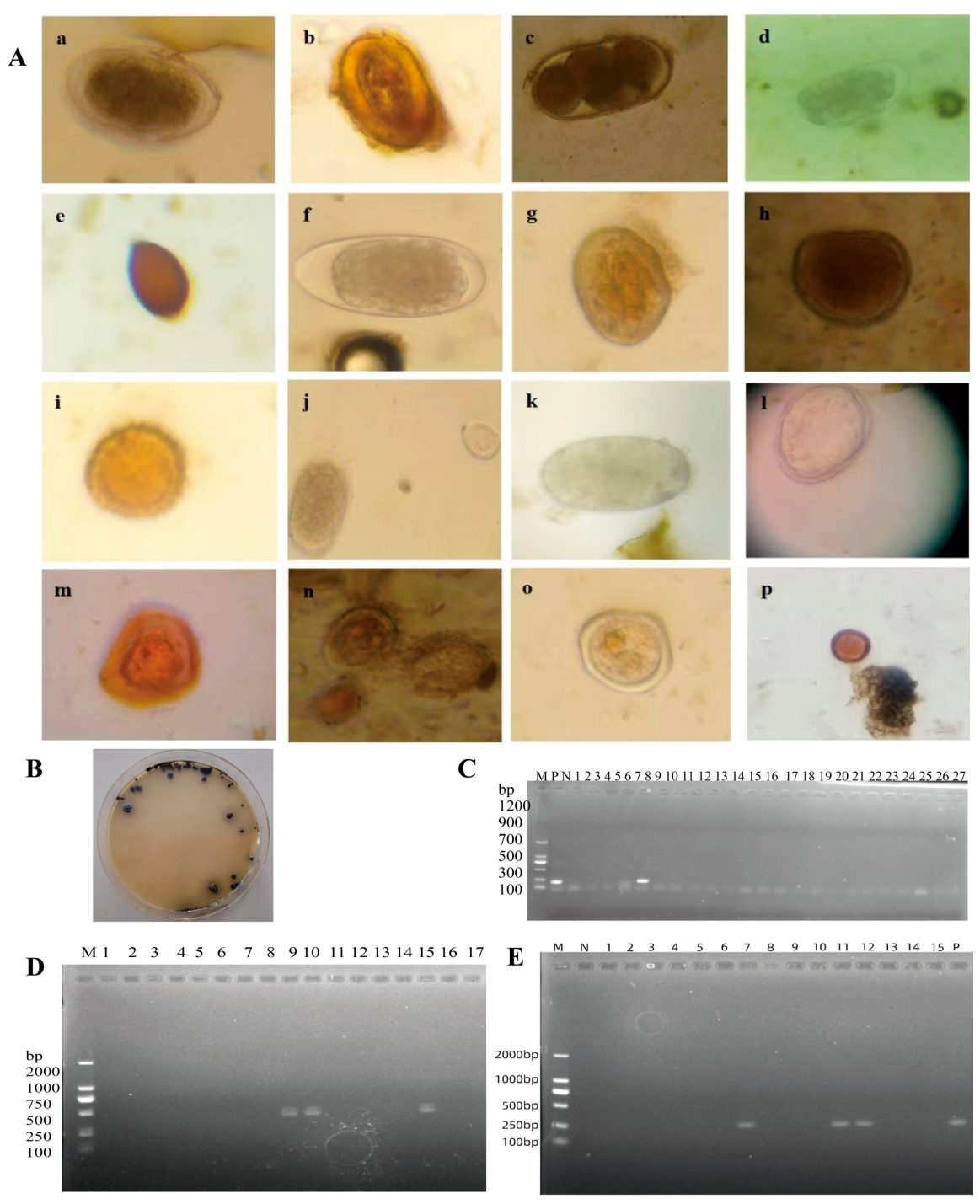 Pathogens 15 00552 g005