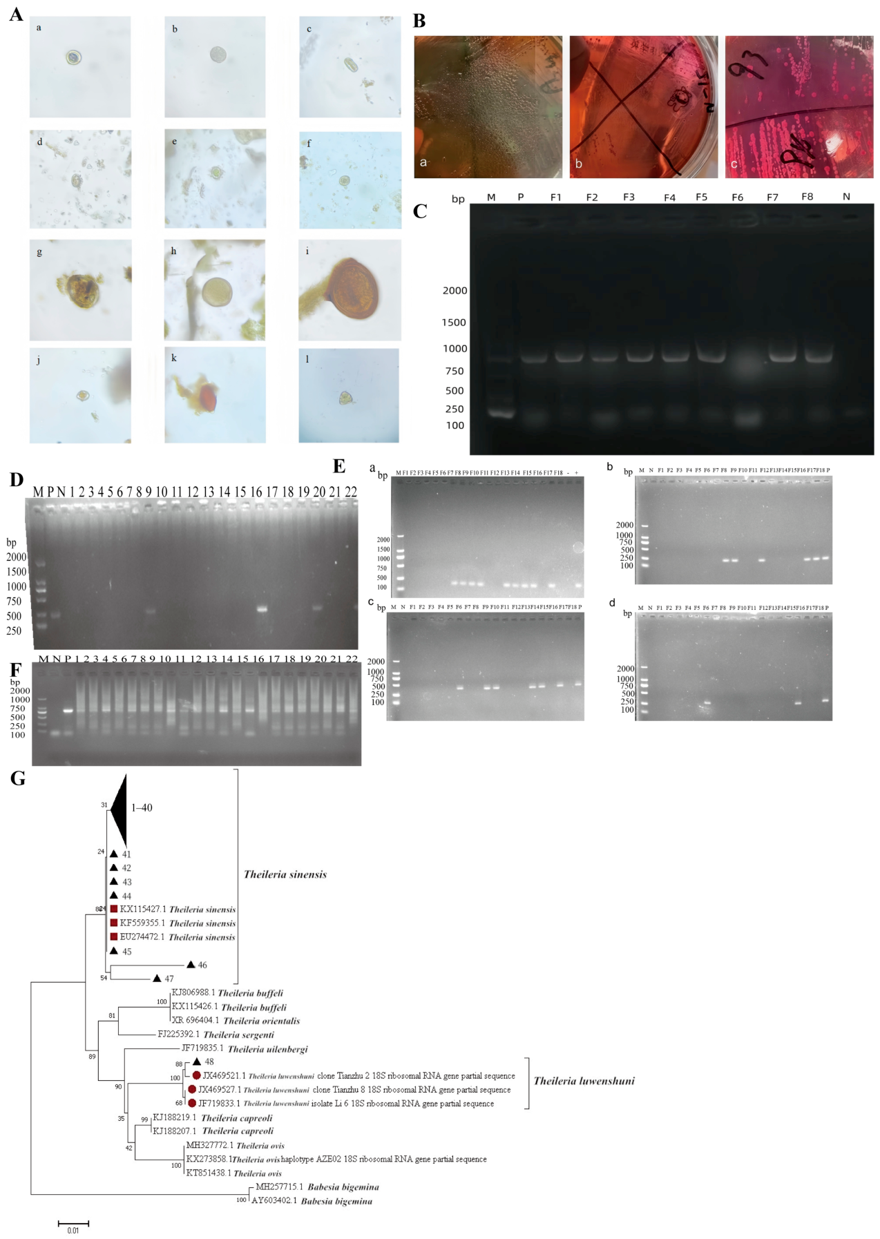 Pathogens 15 00552 g007