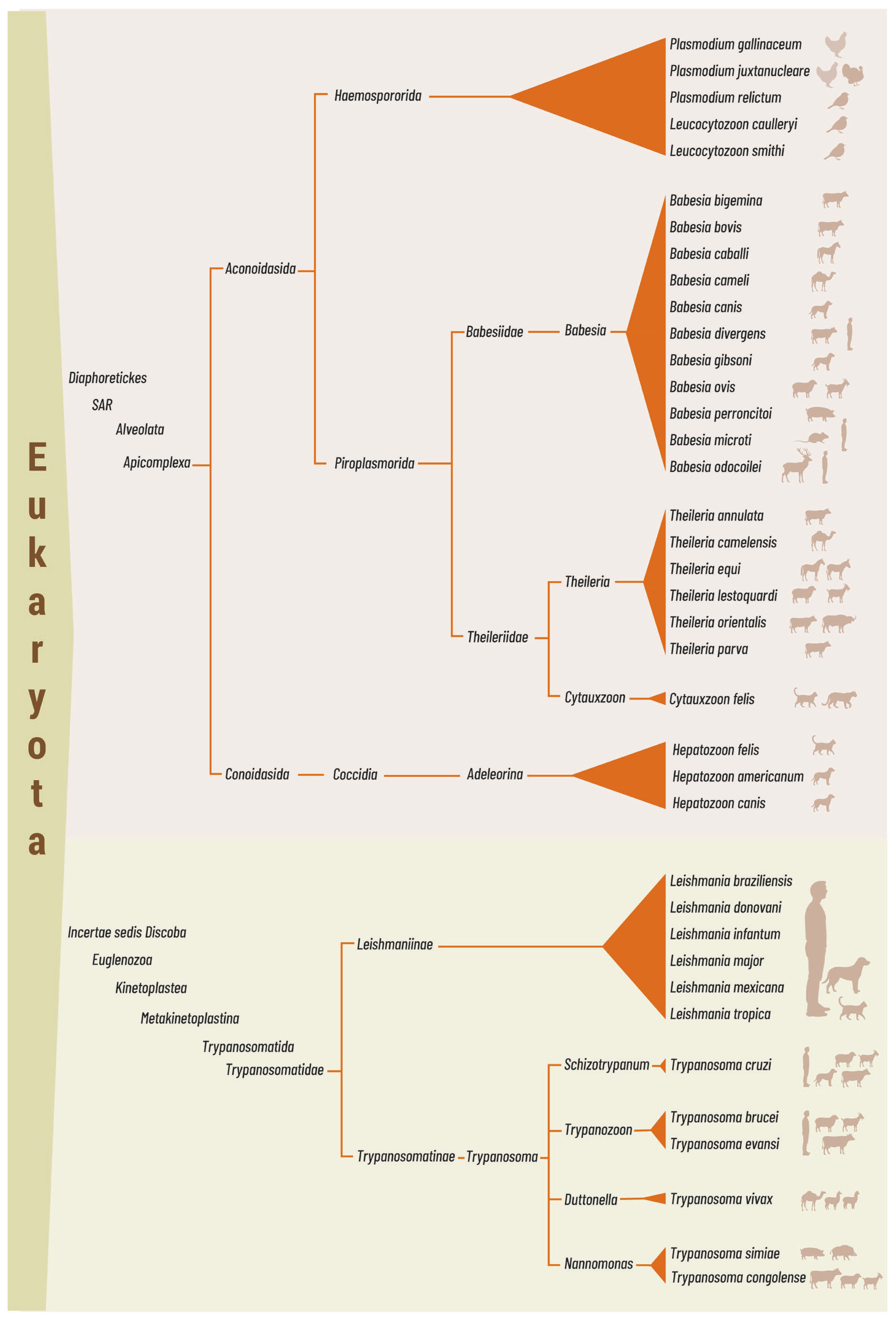 Pathogens 15 00561 g001