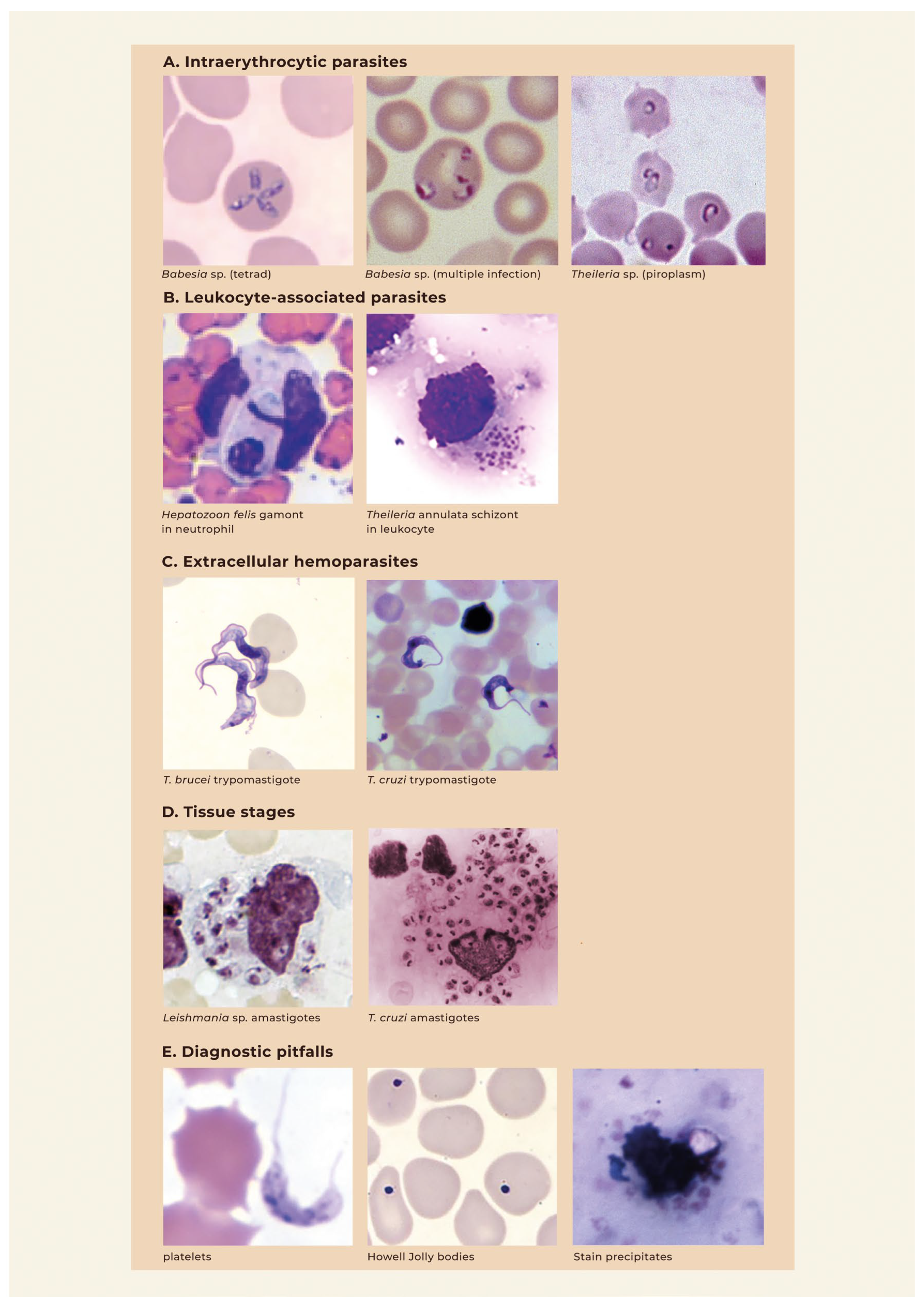 Pathogens 15 00561 g002
