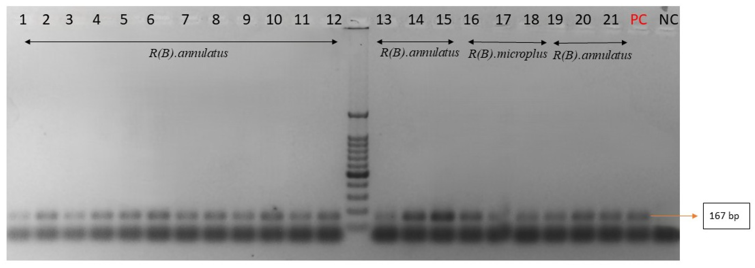 Pathogens 15 00577 g002 Pathogens 15 00577 g002