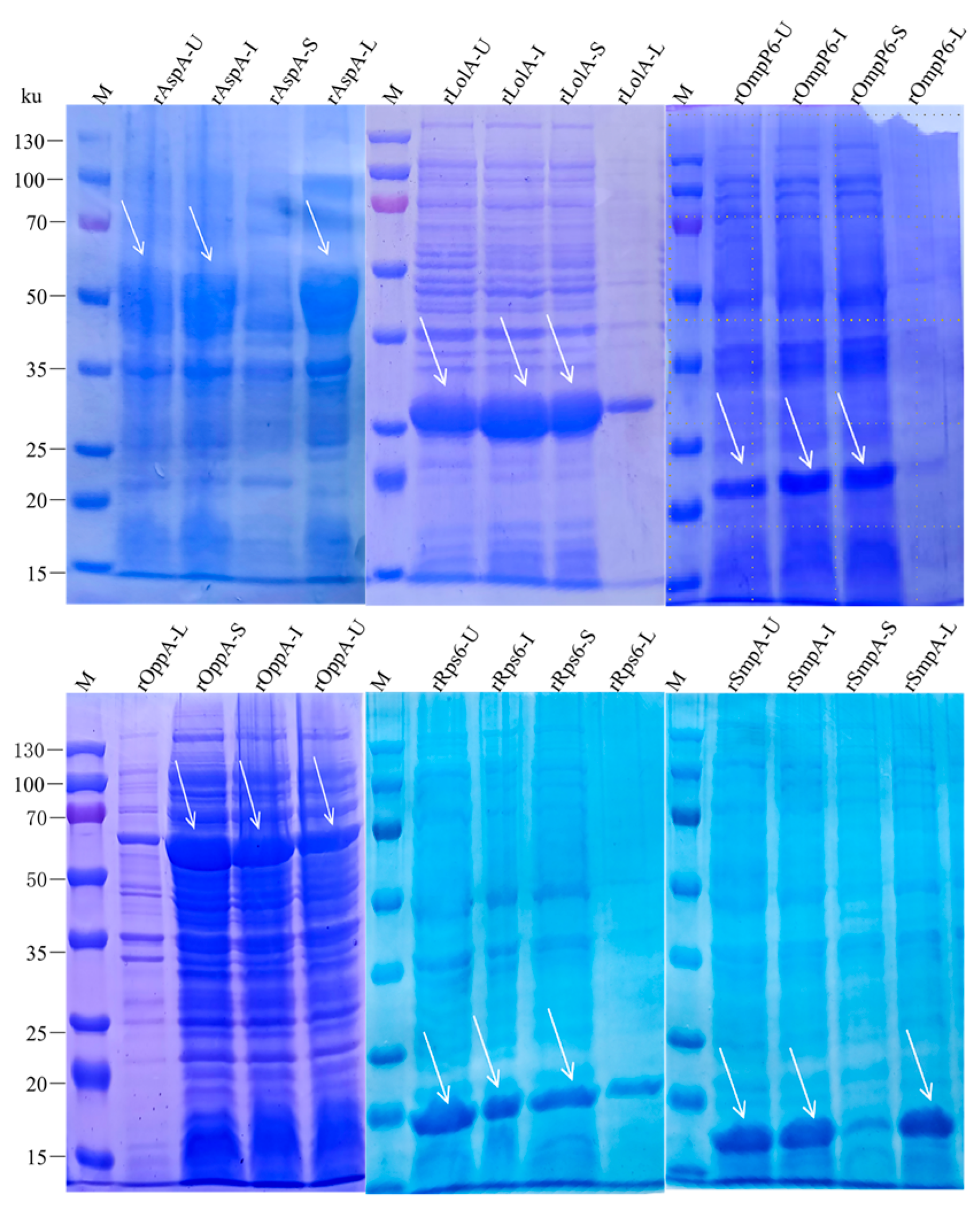 Pathogens 15 00580 g002