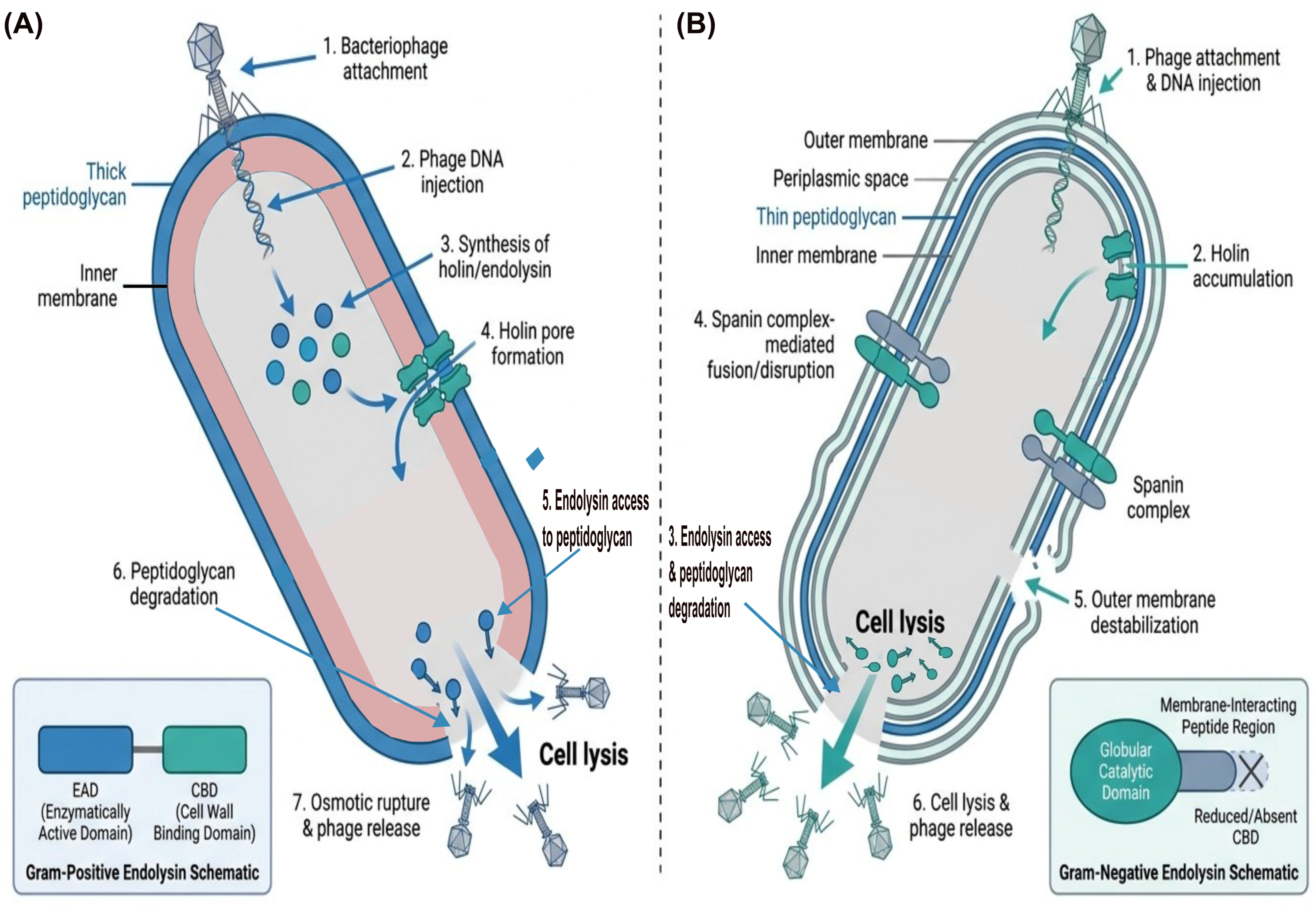Pathogens 15 00599 g002
