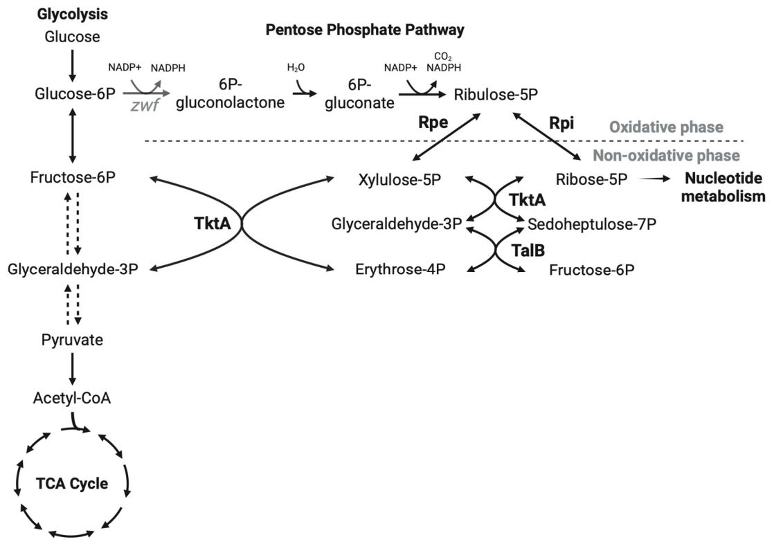 Pathogens 15 00603 g001