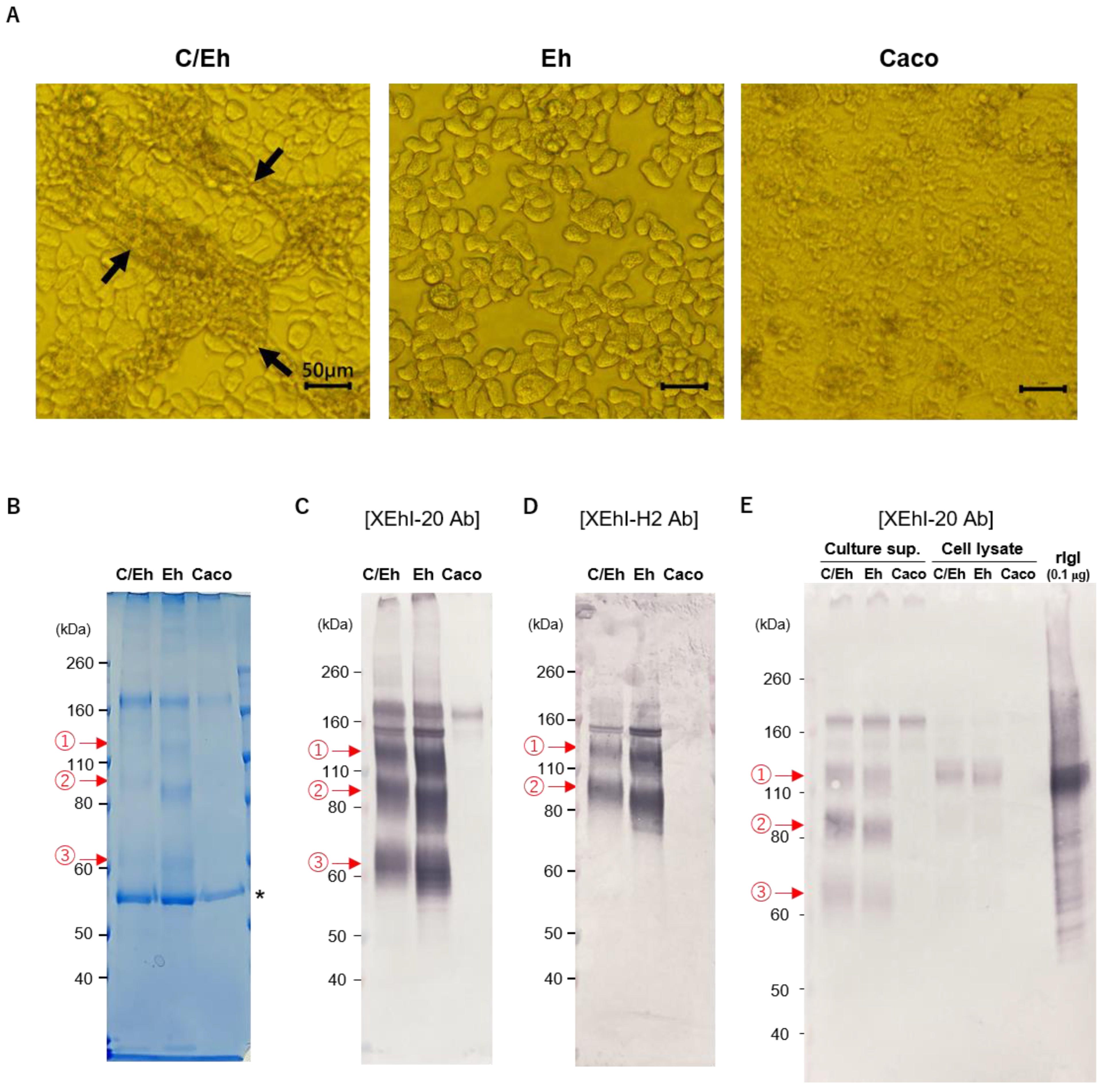 Pathogens 15 00633 g001 Pathogens 15 00633 g001