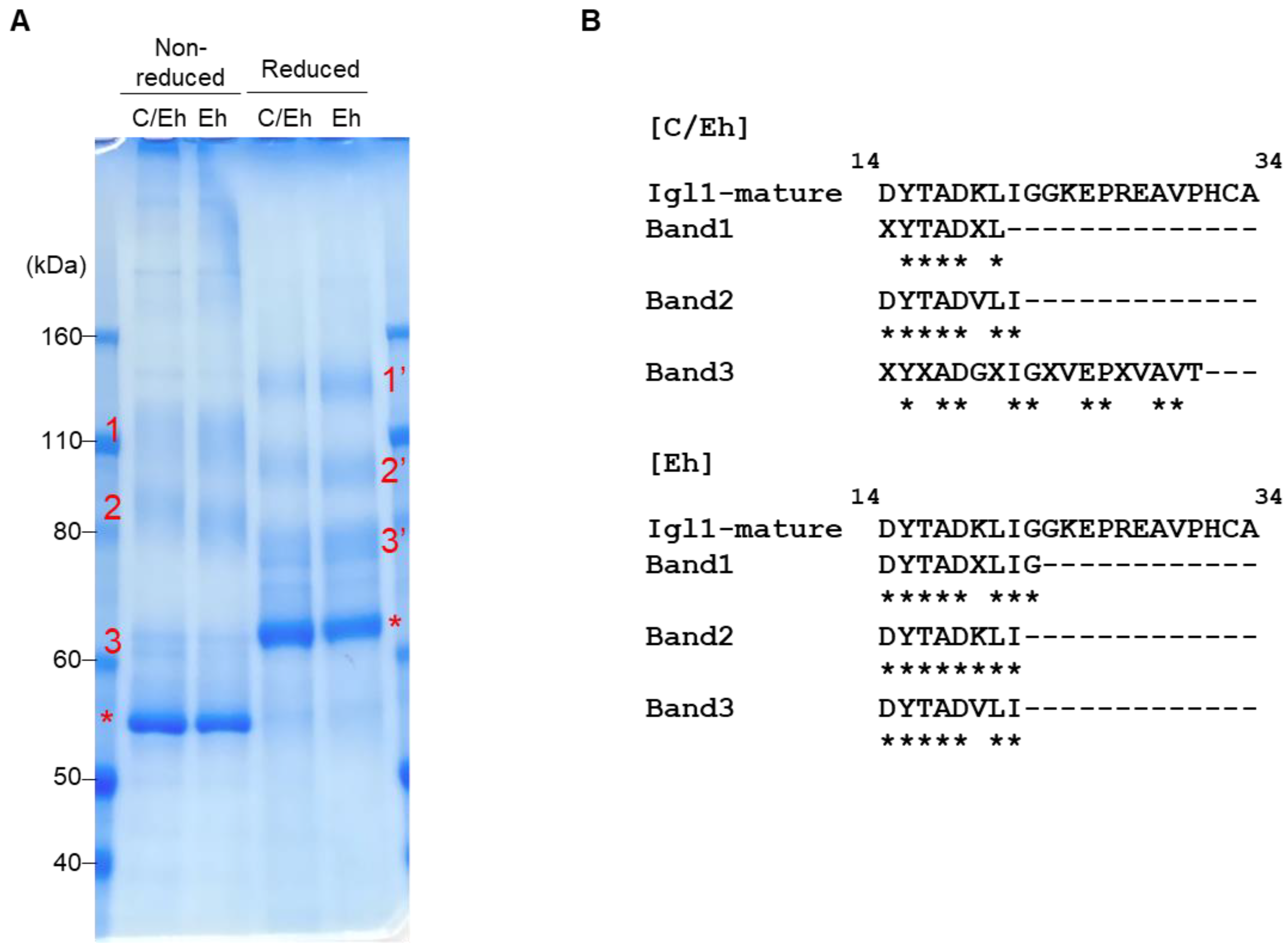 Pathogens 15 00633 g003 Pathogens 15 00633 g003