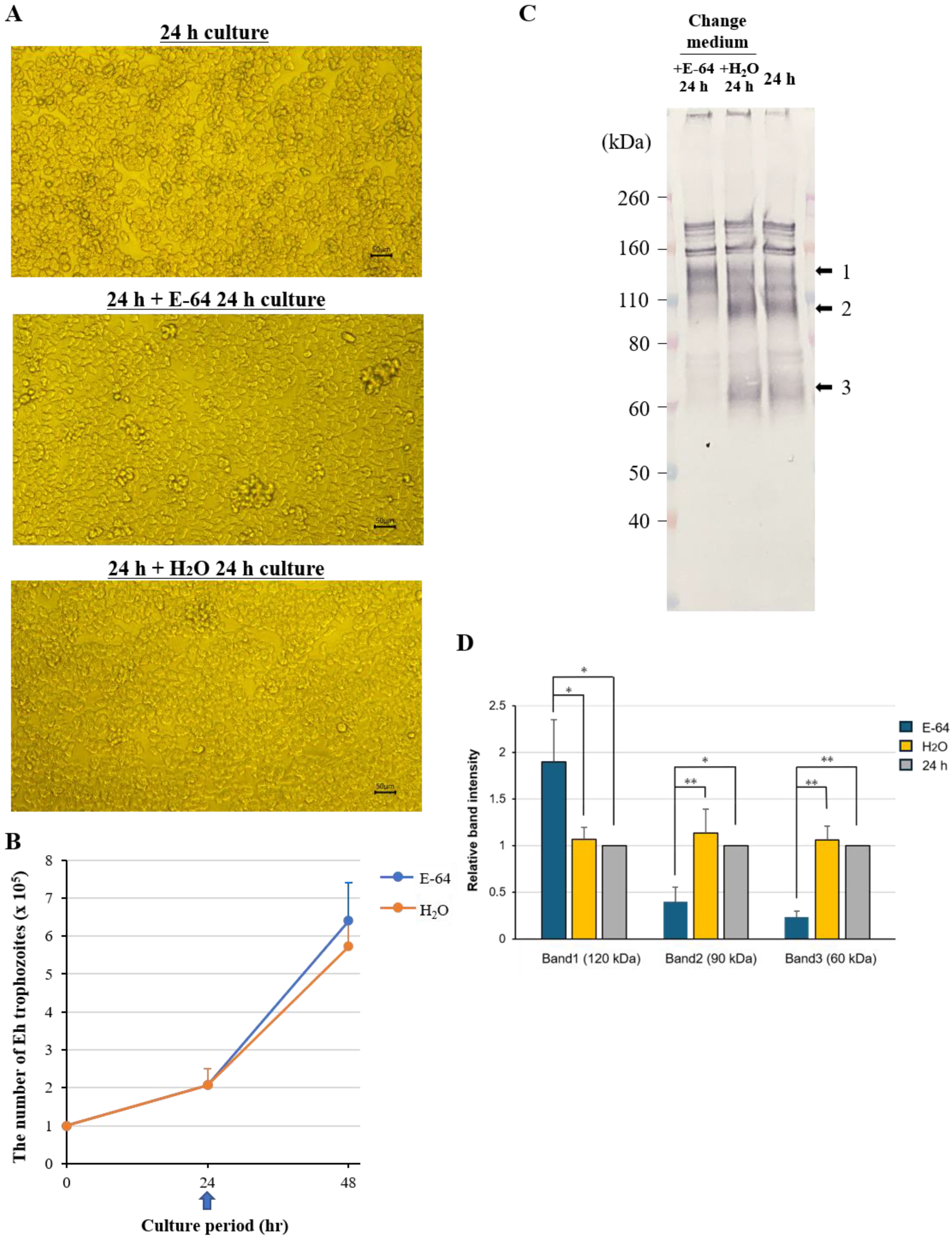 Pathogens 15 00633 g004 Pathogens 15 00633 g004