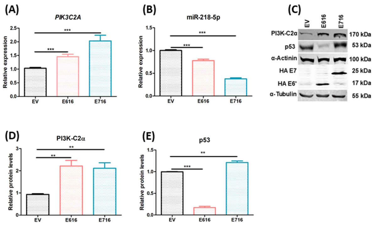 Pathogens 15 00648 g002 Pathogens 15 00648 g002