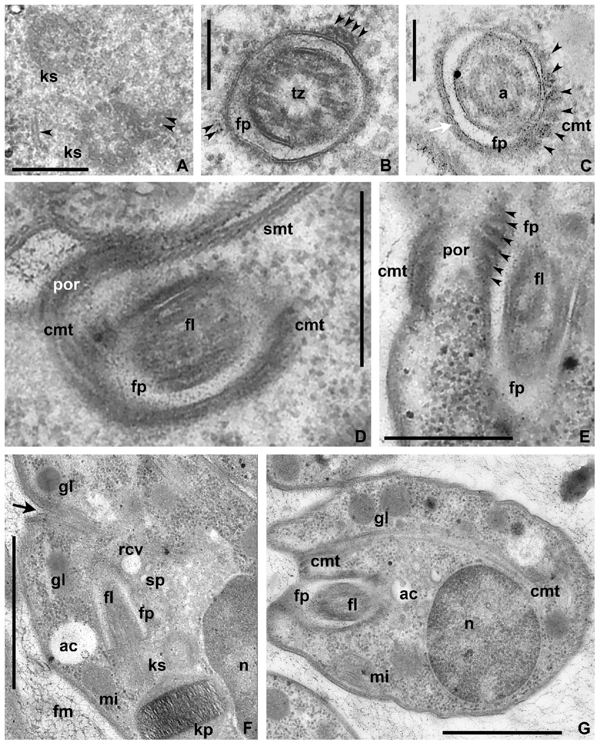 Pathogens 15 00668 g004