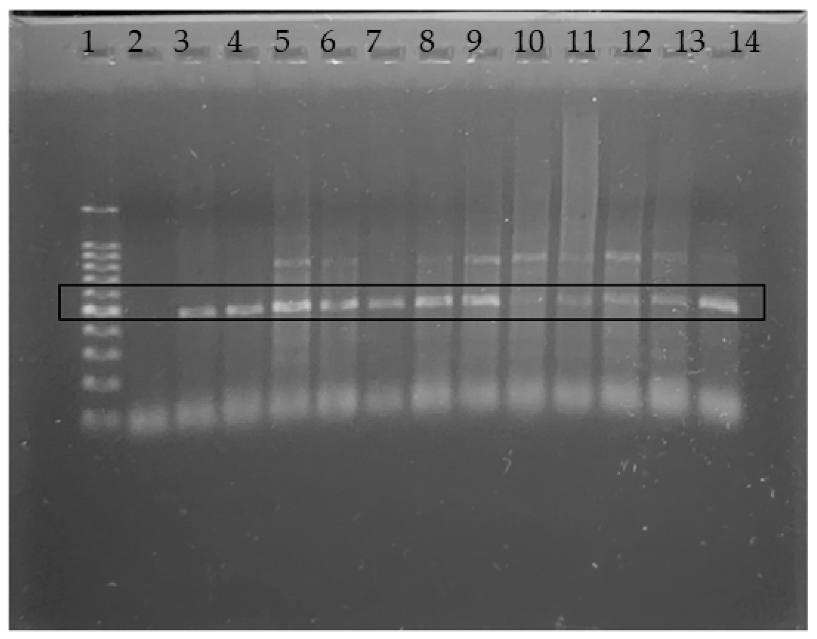 Pathogens 15 00694 g004 Pathogens 15 00694 g004