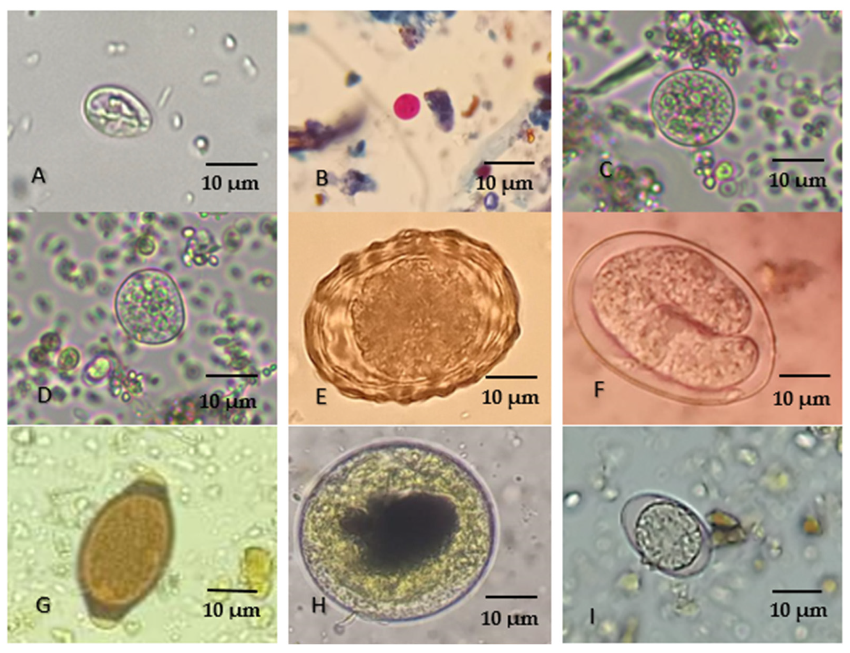 Pathogens 15 00750 g002