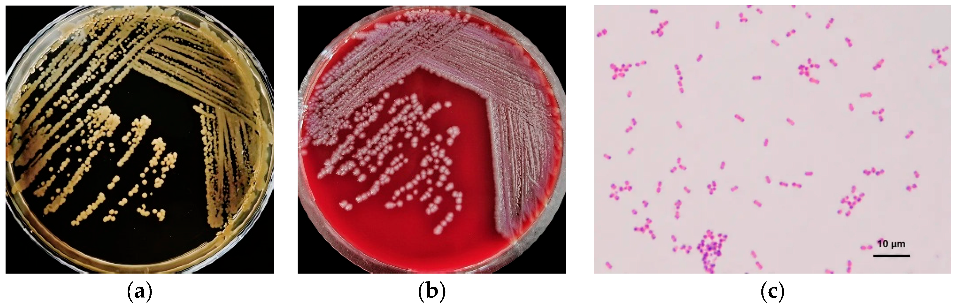 Pathogens 15 00789 g001