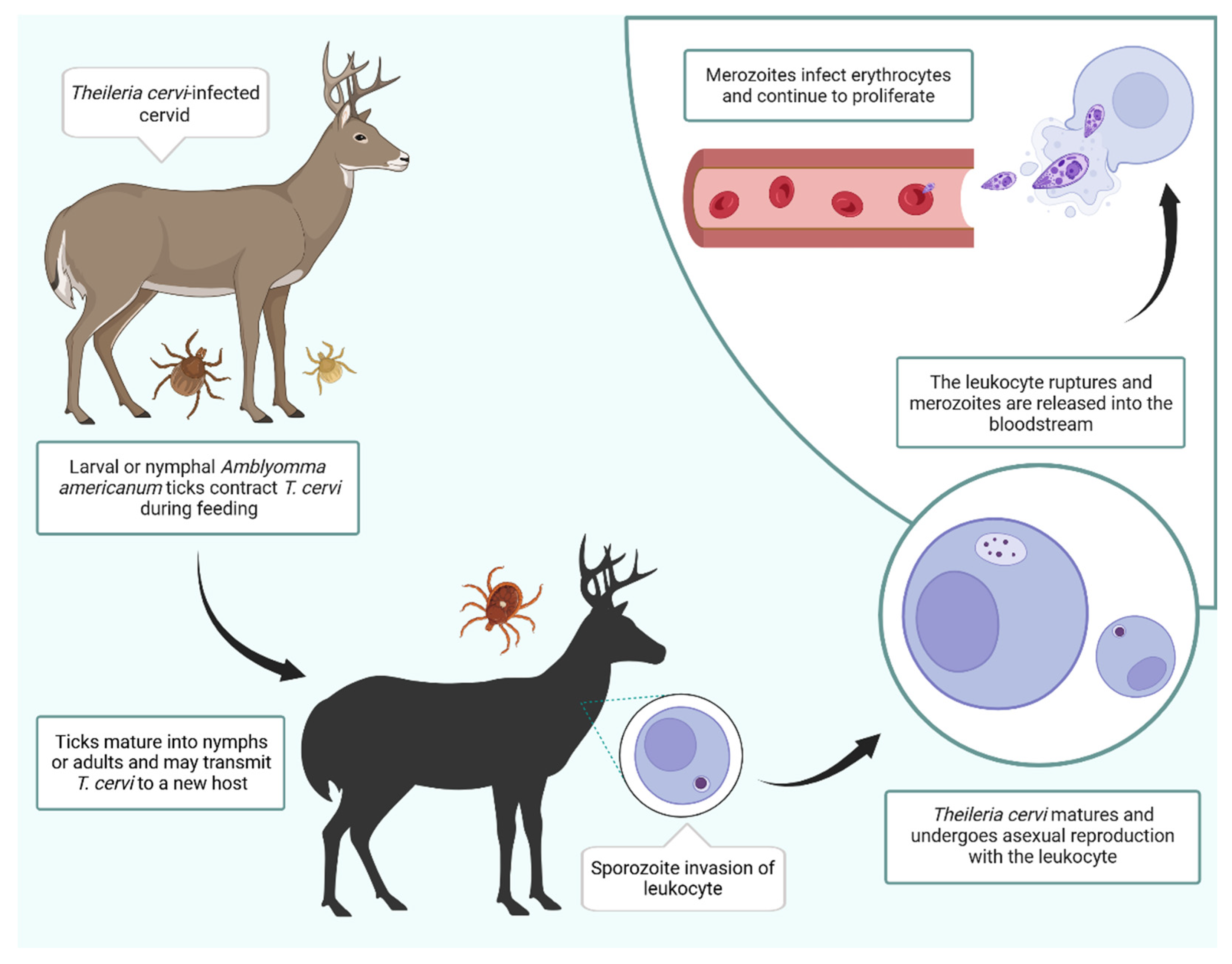 Pathogens 15 00869 g001 Pathogens 15 00869 g001