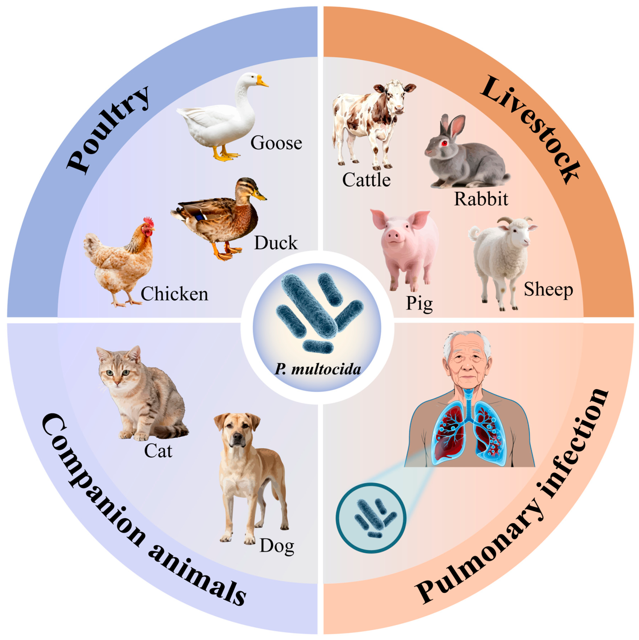 Pathogens 15 00881 g001 Pathogens 15 00881 g001