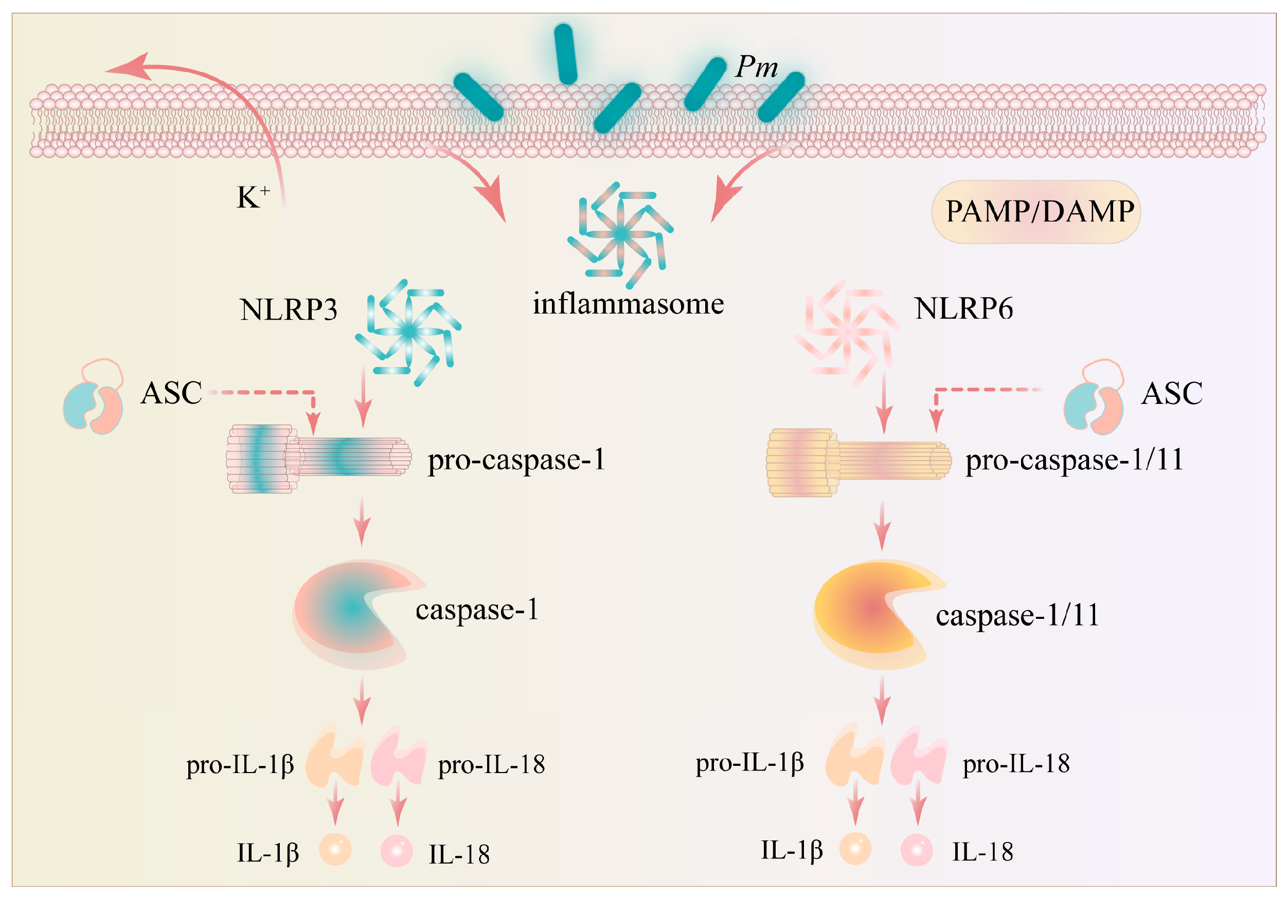 Pathogens 15 00881 g003 Pathogens 15 00881 g003