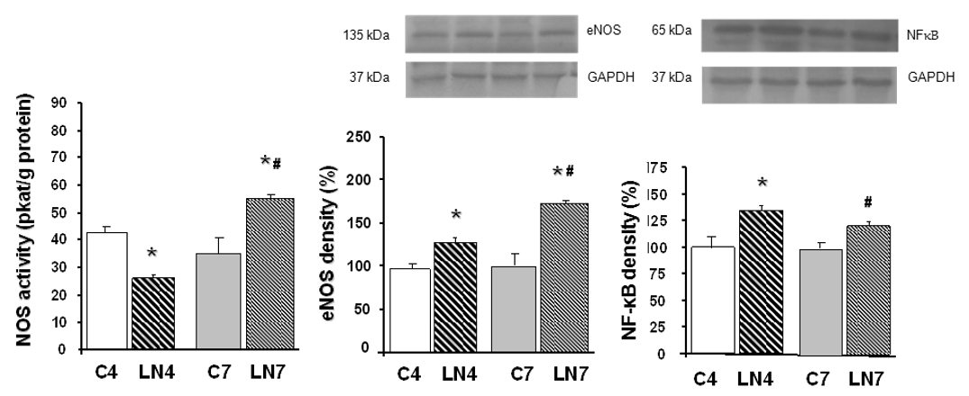 Pathophysiology 27 00007 g004 Pathophysiology 27 00007 g004