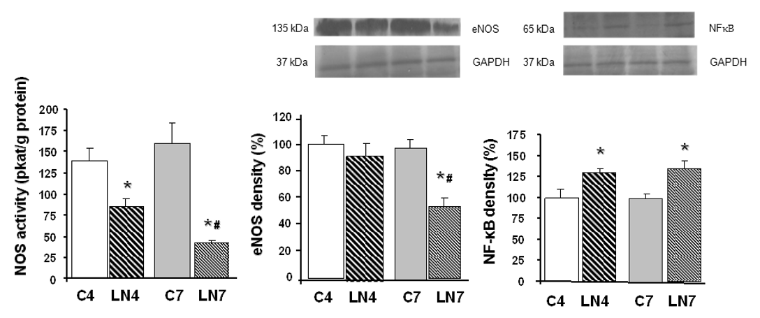 Pathophysiology 27 00007 g005 Pathophysiology 27 00007 g005