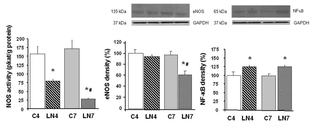 Pathophysiology 27 00007 g006 Pathophysiology 27 00007 g006