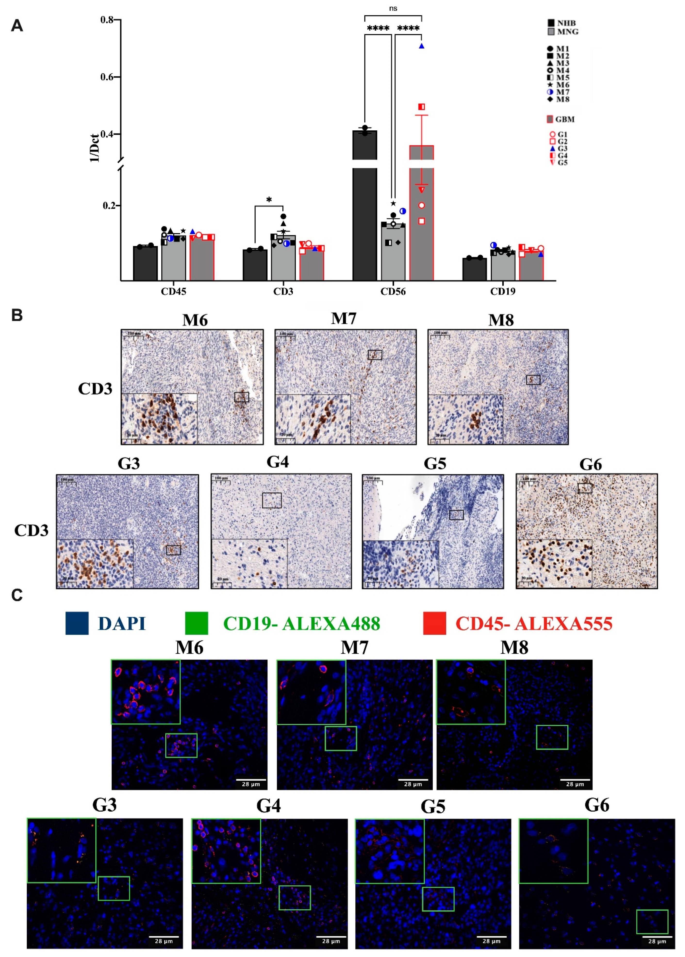 Pathophysiology 28 00004 g001 Pathophysiology 28 00004 g001