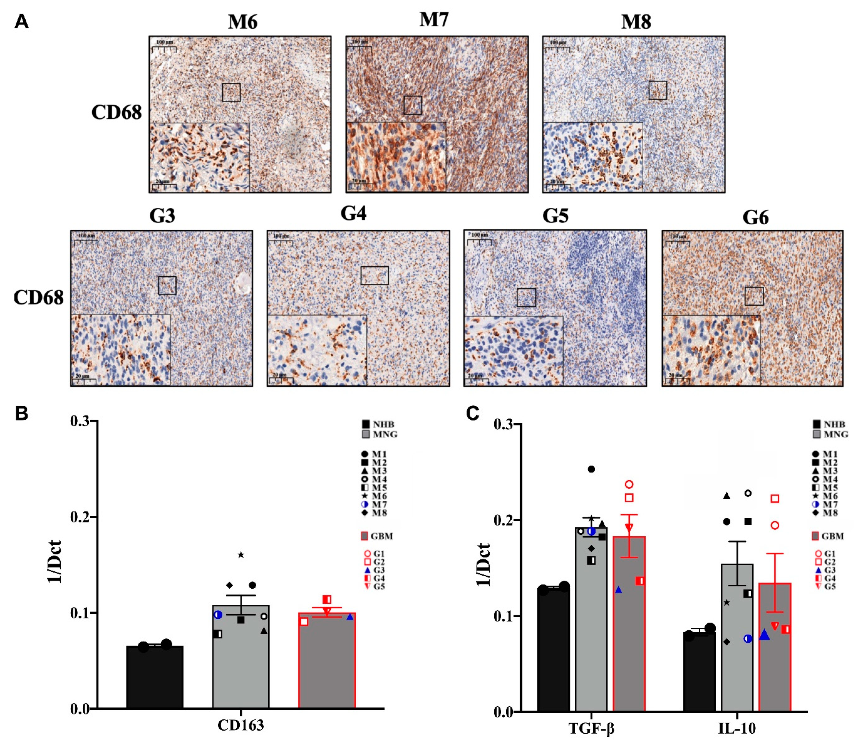 Pathophysiology 28 00004 g003 Pathophysiology 28 00004 g003