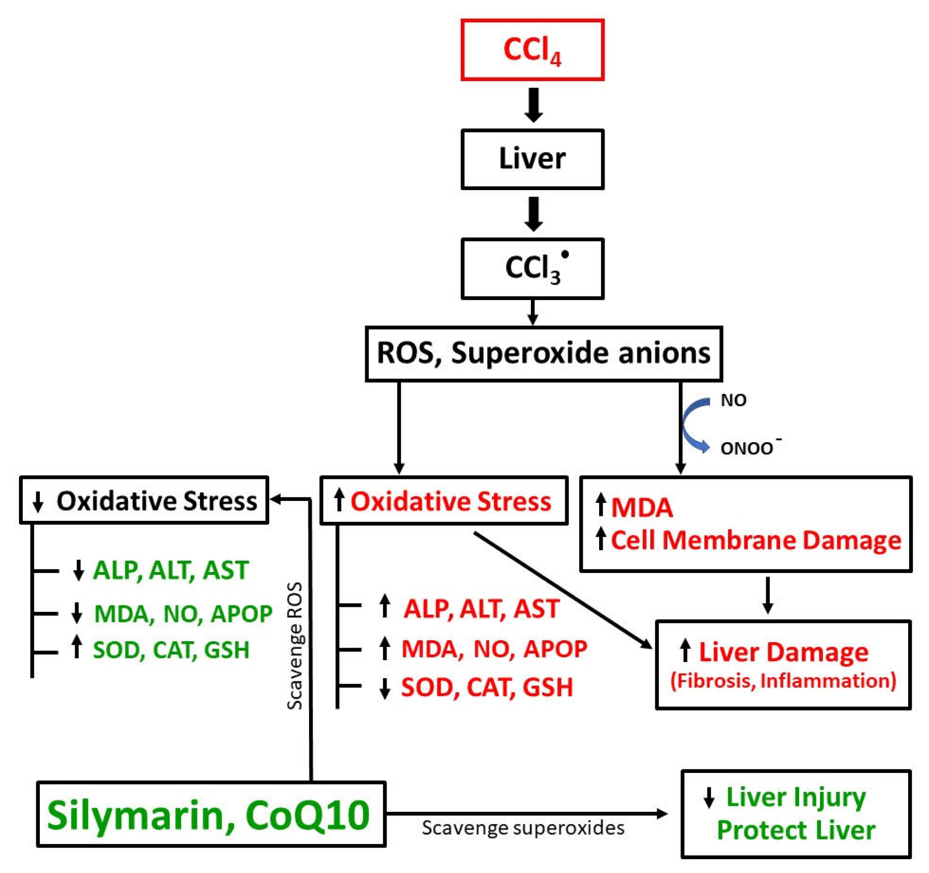 Pathophysiology 28 00005 g007 Pathophysiology 28 00005 g007
