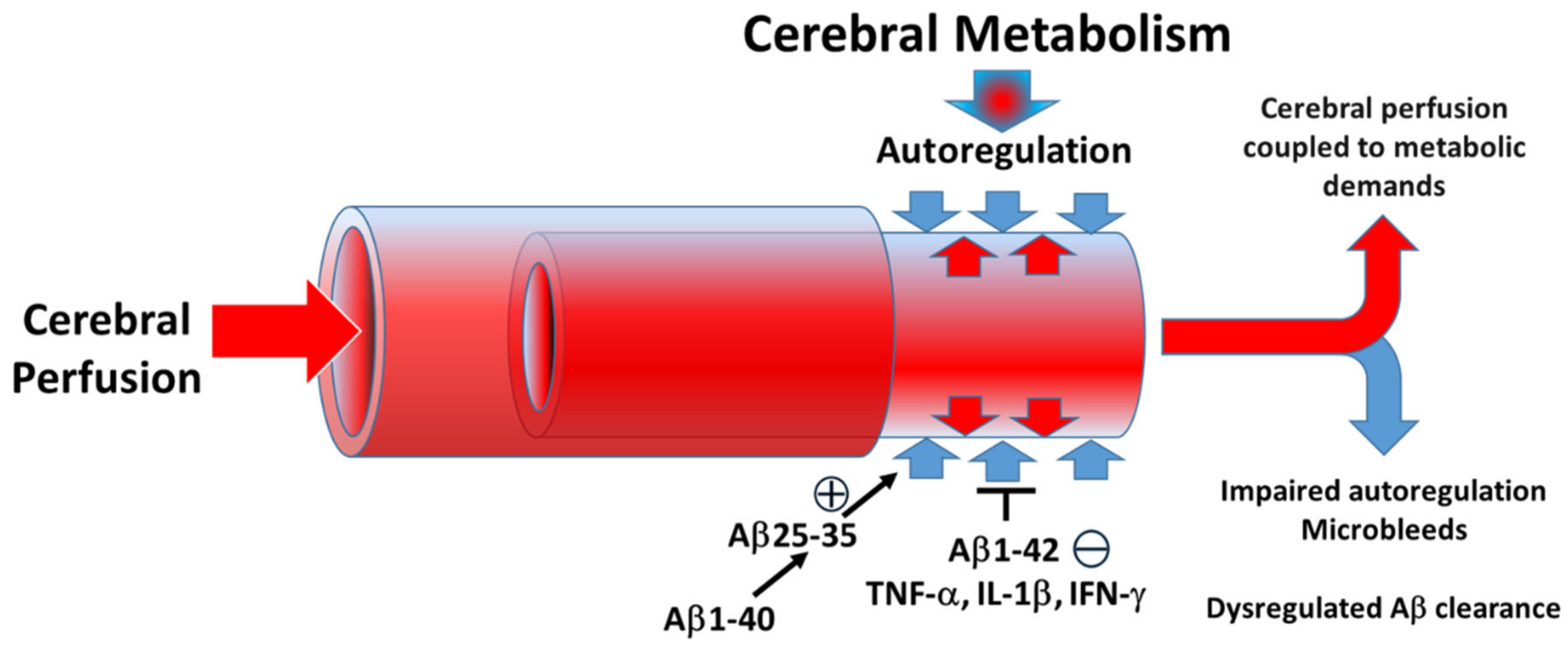 Pathophysiology 28 00006 g005 Pathophysiology 28 00006 g005