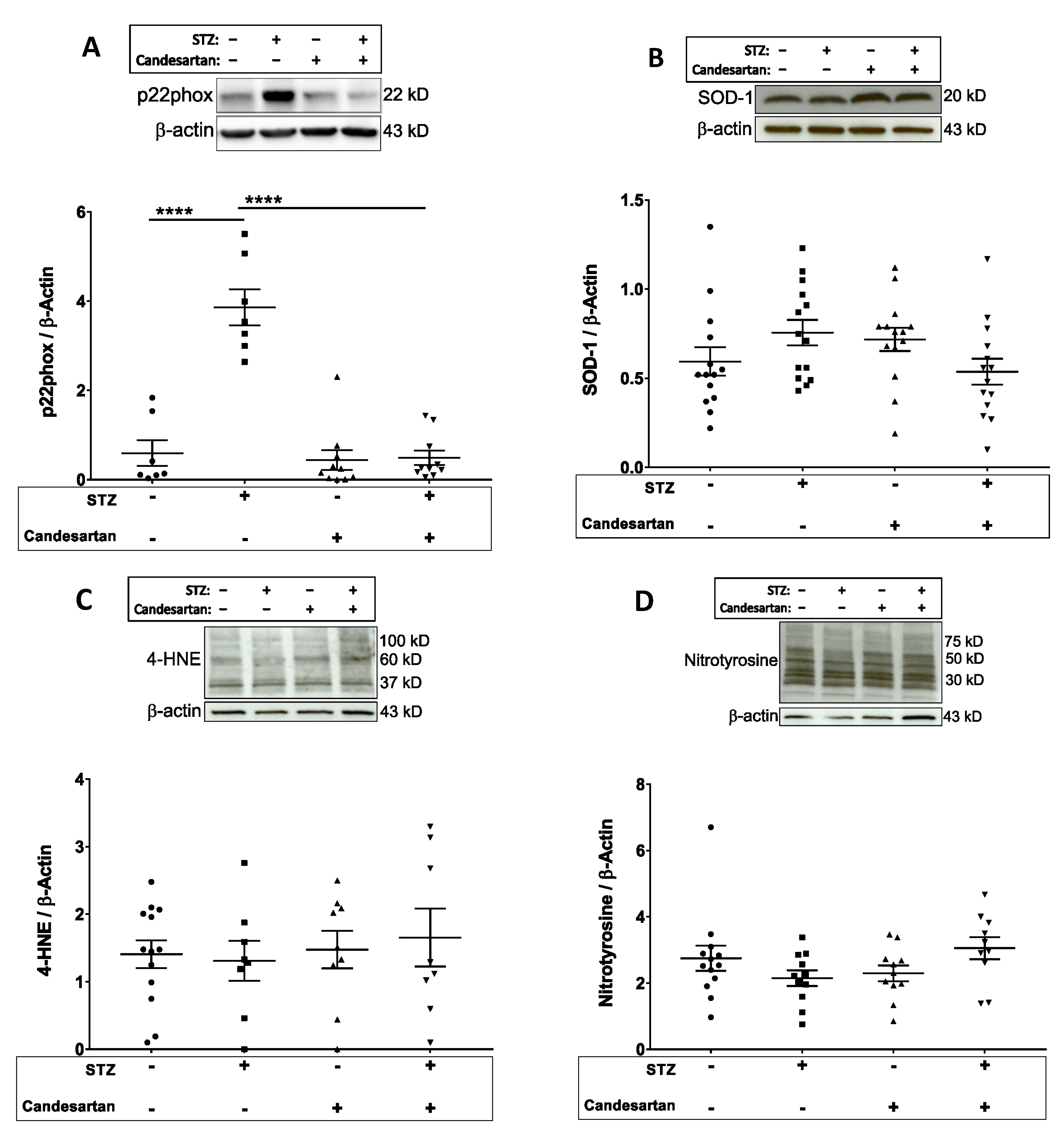 Pathophysiology 28 00008 g005 Pathophysiology 28 00008 g005