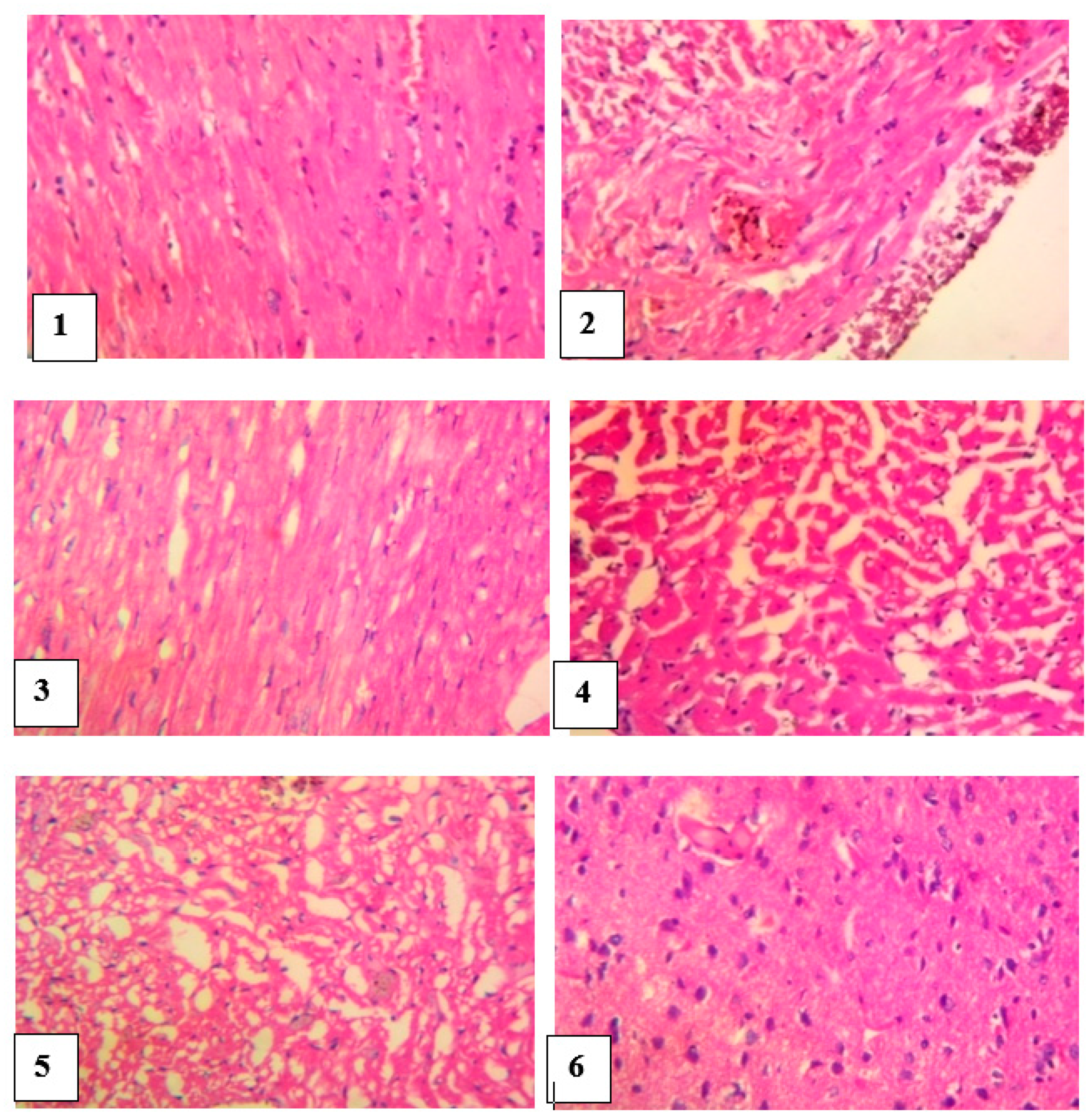 Pathophysiology 28 00009 g007