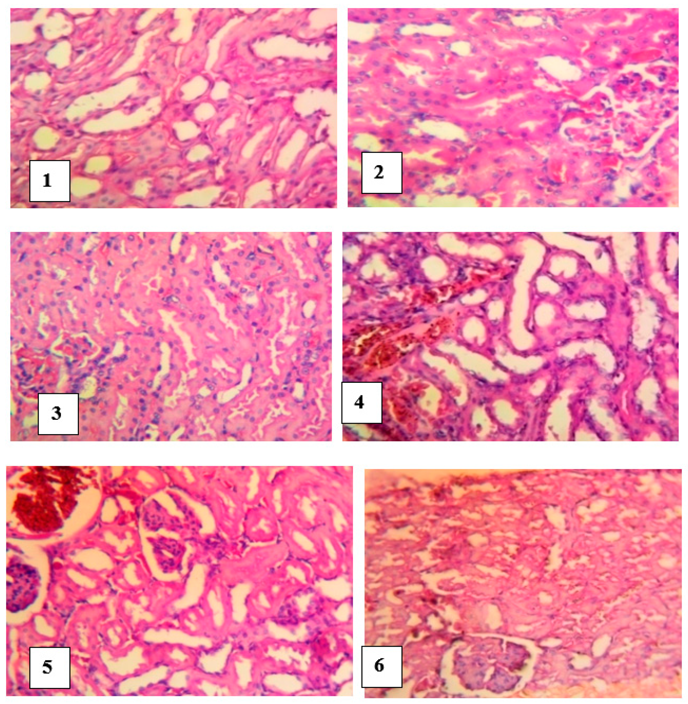 Pathophysiology 28 00009 g008