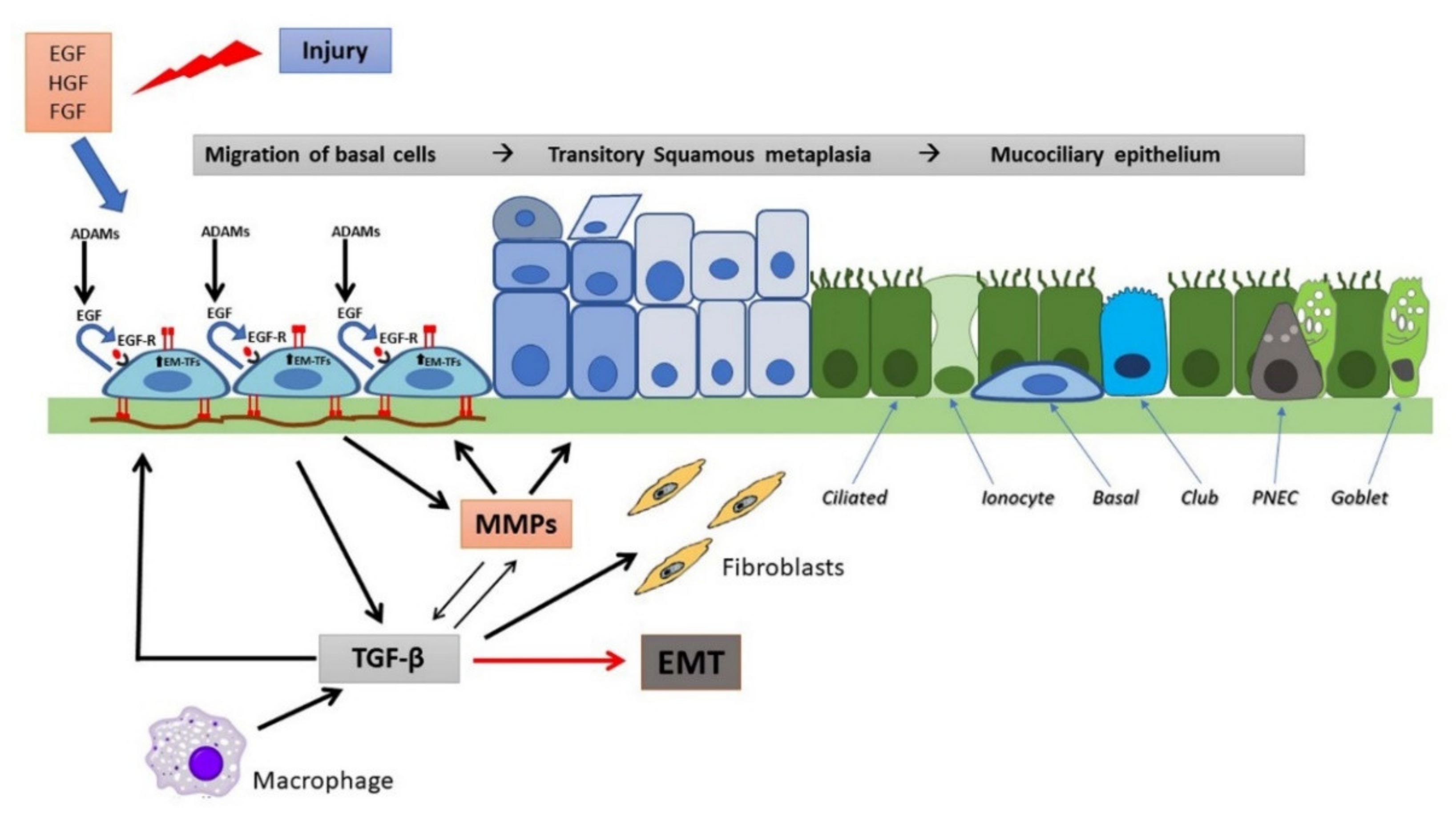 Pathophysiology 28 00011 g002 Pathophysiology 28 00011 g002