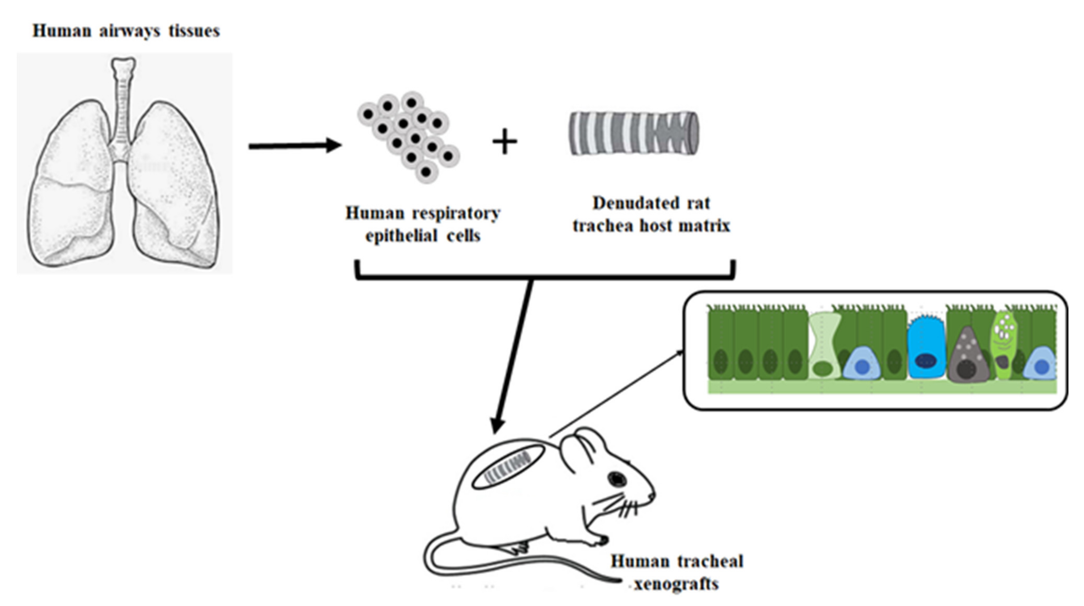 Pathophysiology 28 00011 g003 Pathophysiology 28 00011 g003