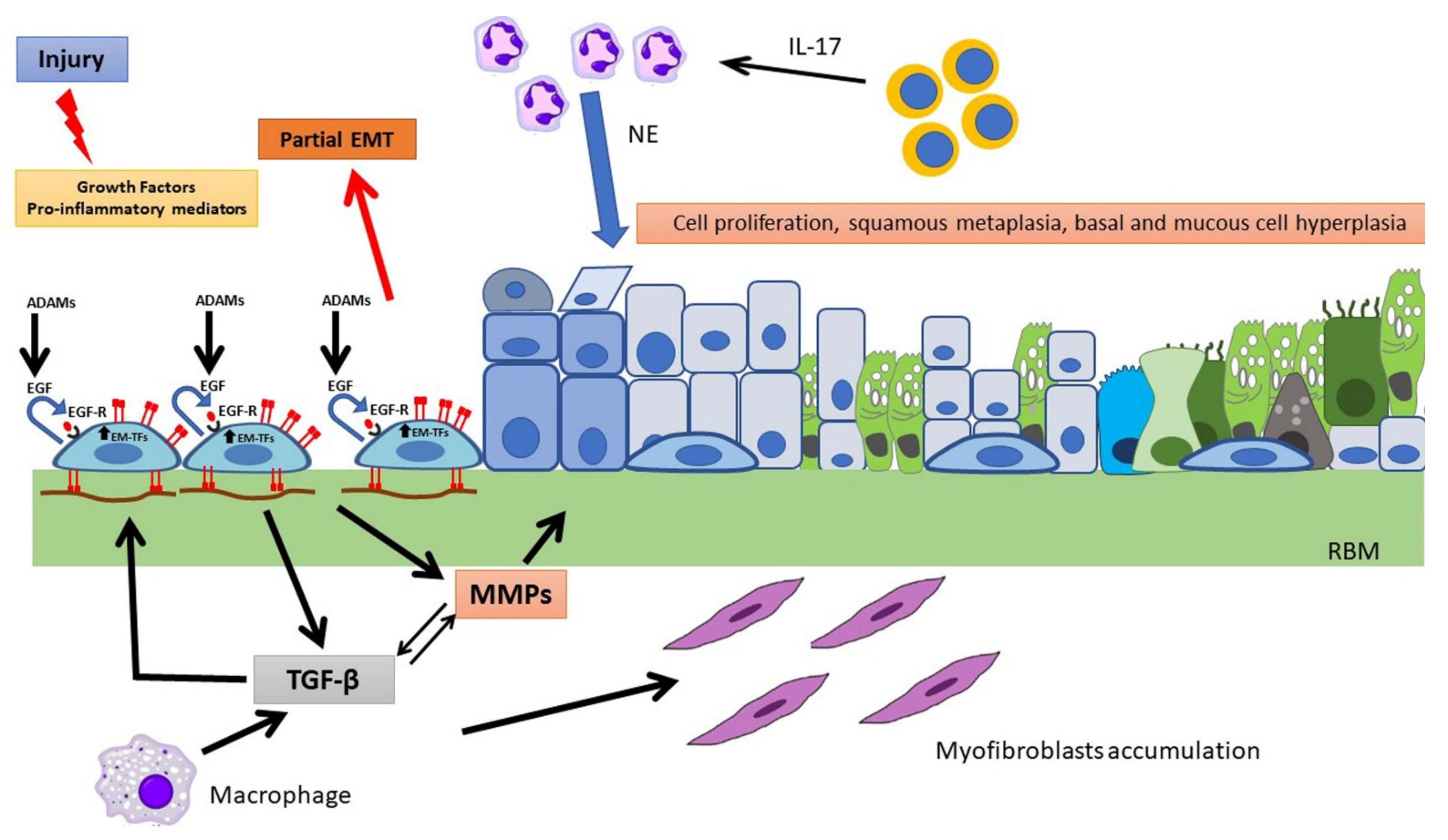 Pathophysiology 28 00011 g005 Pathophysiology 28 00011 g005