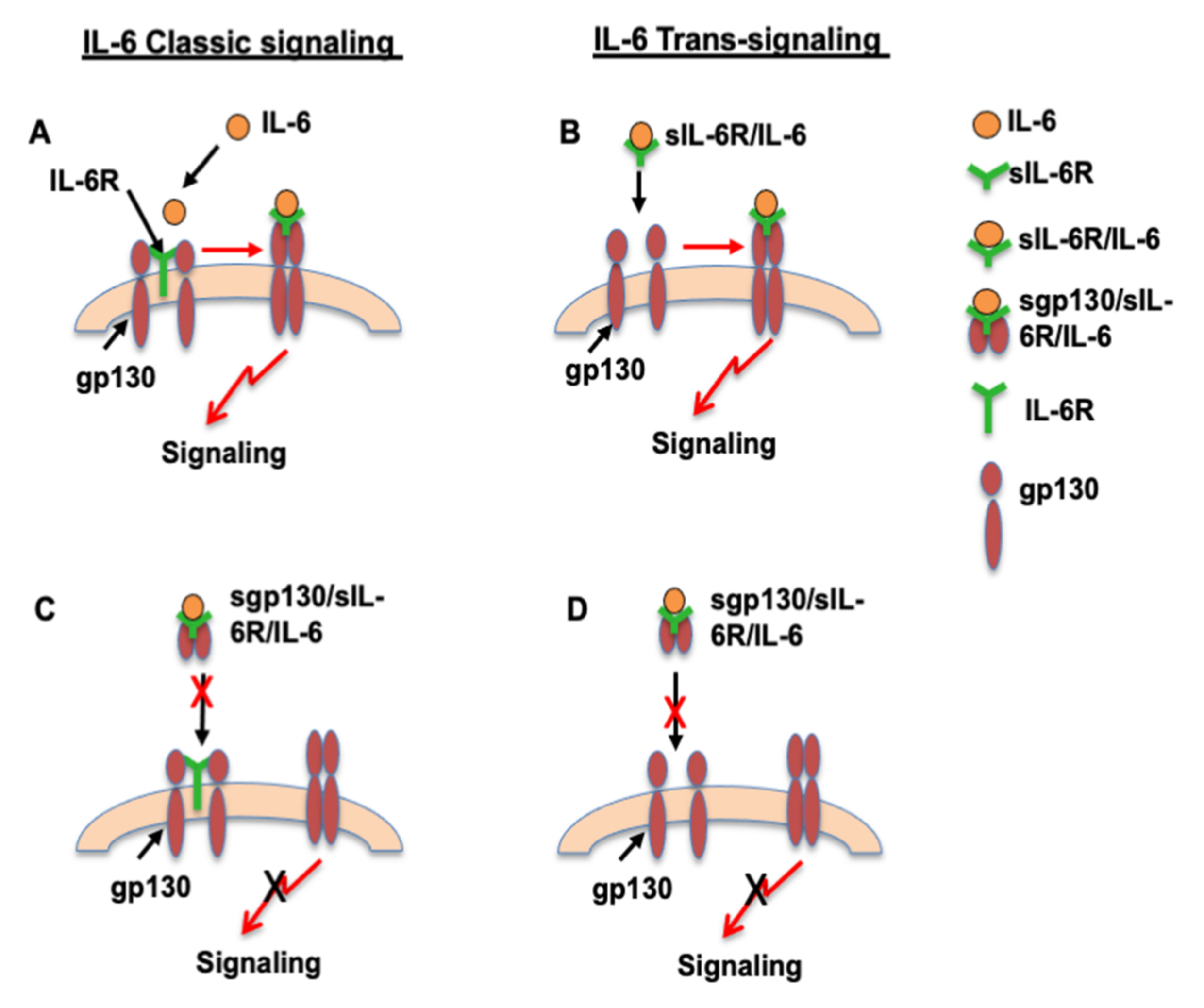 Pathophysiology 28 00013 g003