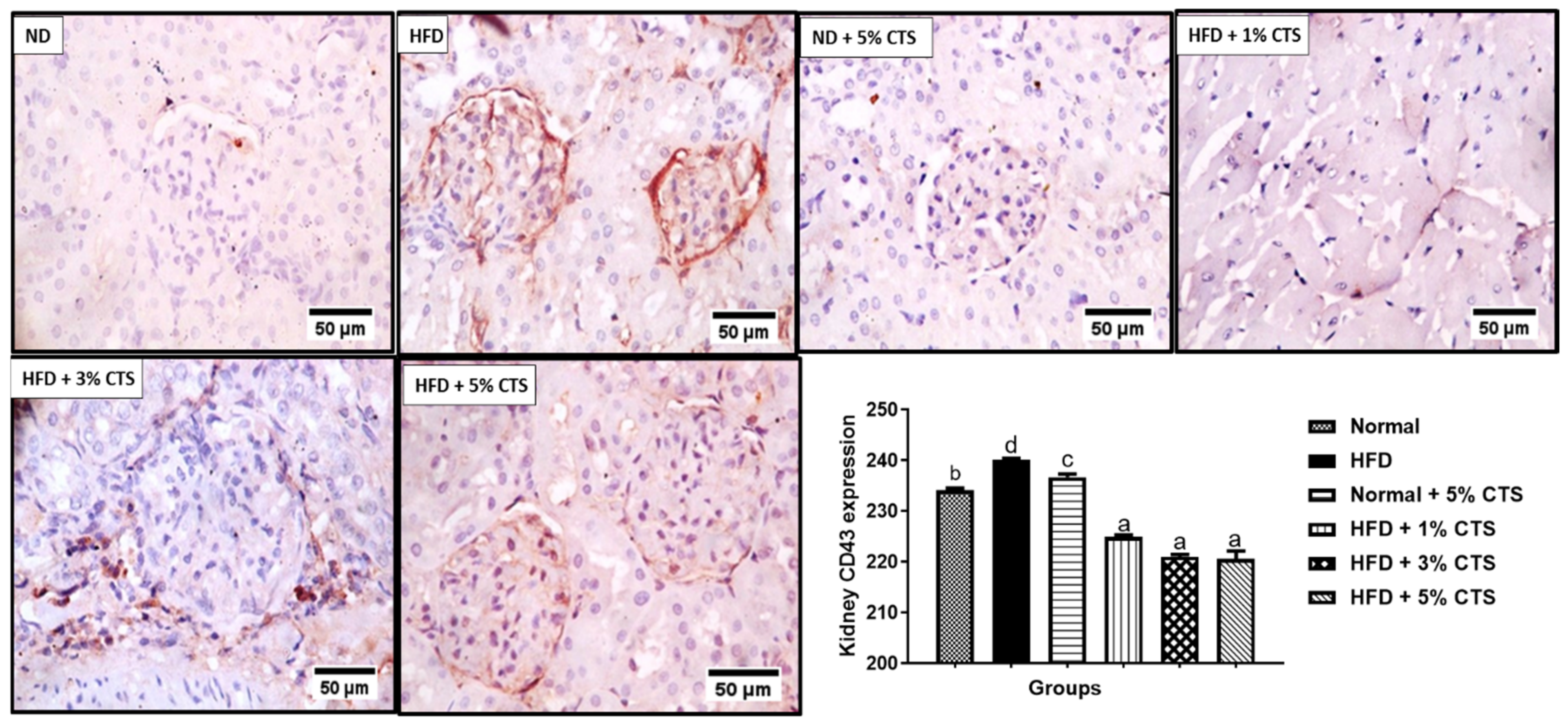 Pathophysiology 28 00015 g005 Pathophysiology 28 00015 g005