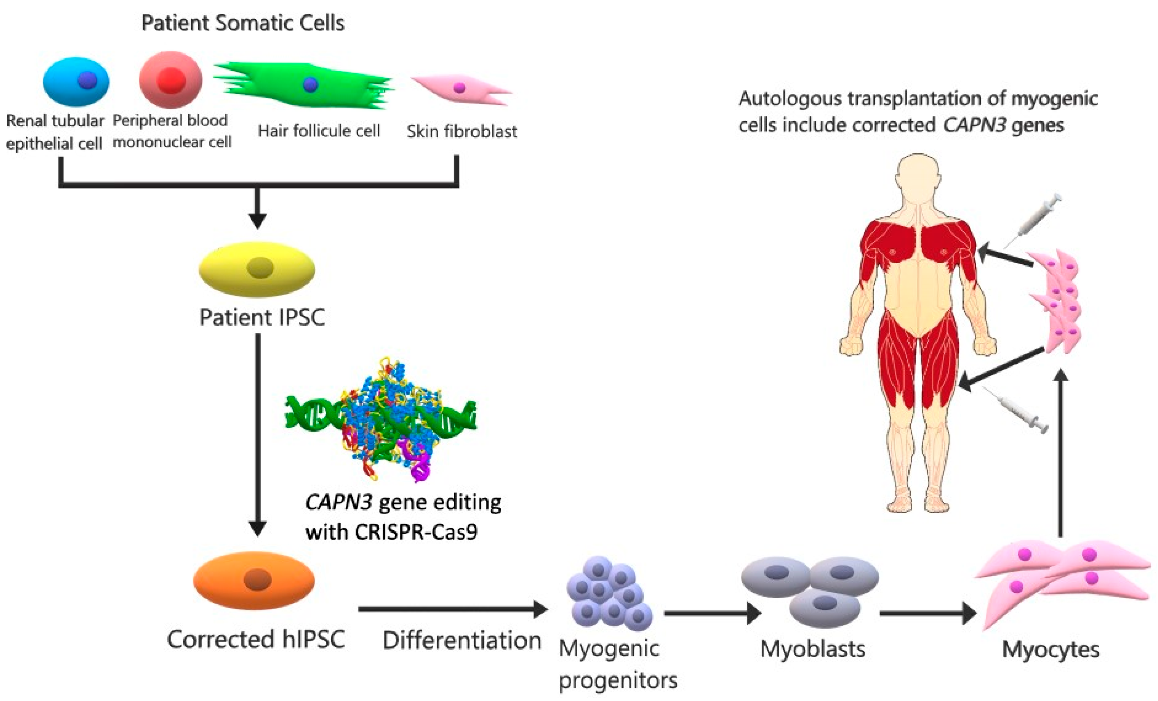 Pathophysiology 28 00016 g002 Pathophysiology 28 00016 g002