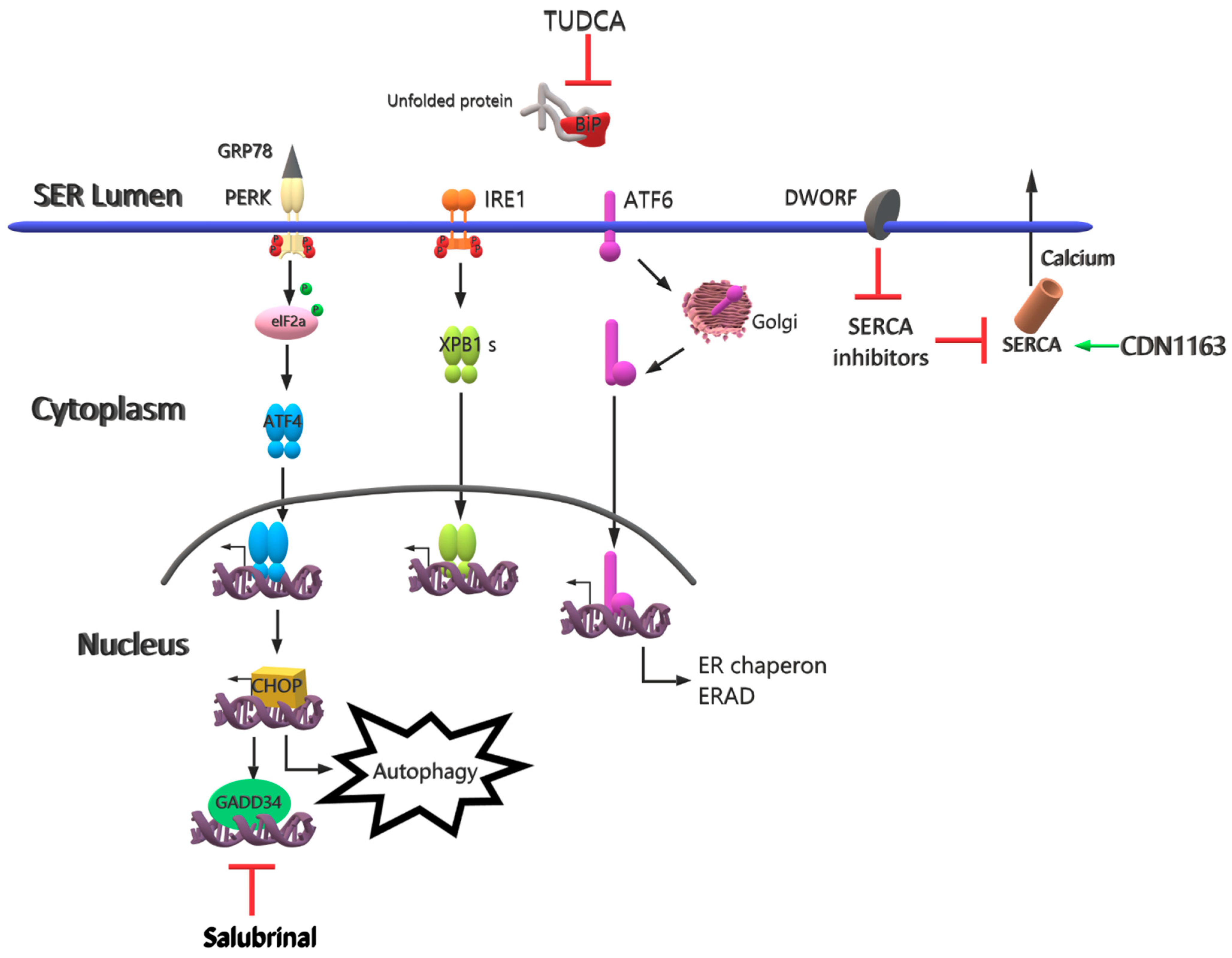 Pathophysiology 28 00016 g003 Pathophysiology 28 00016 g003