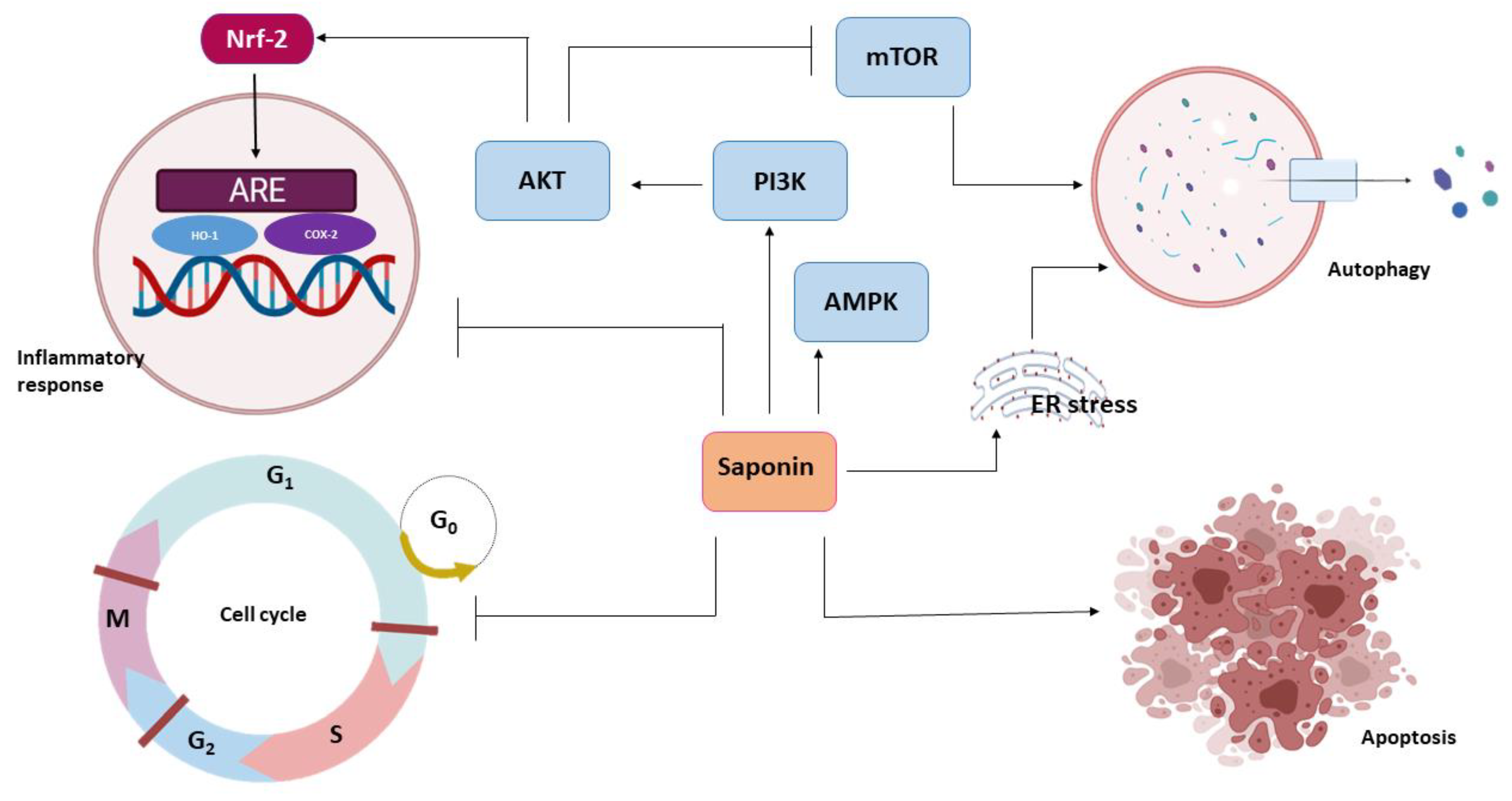 Pathophysiology 28 00017 g003 Pathophysiology 28 00017 g003