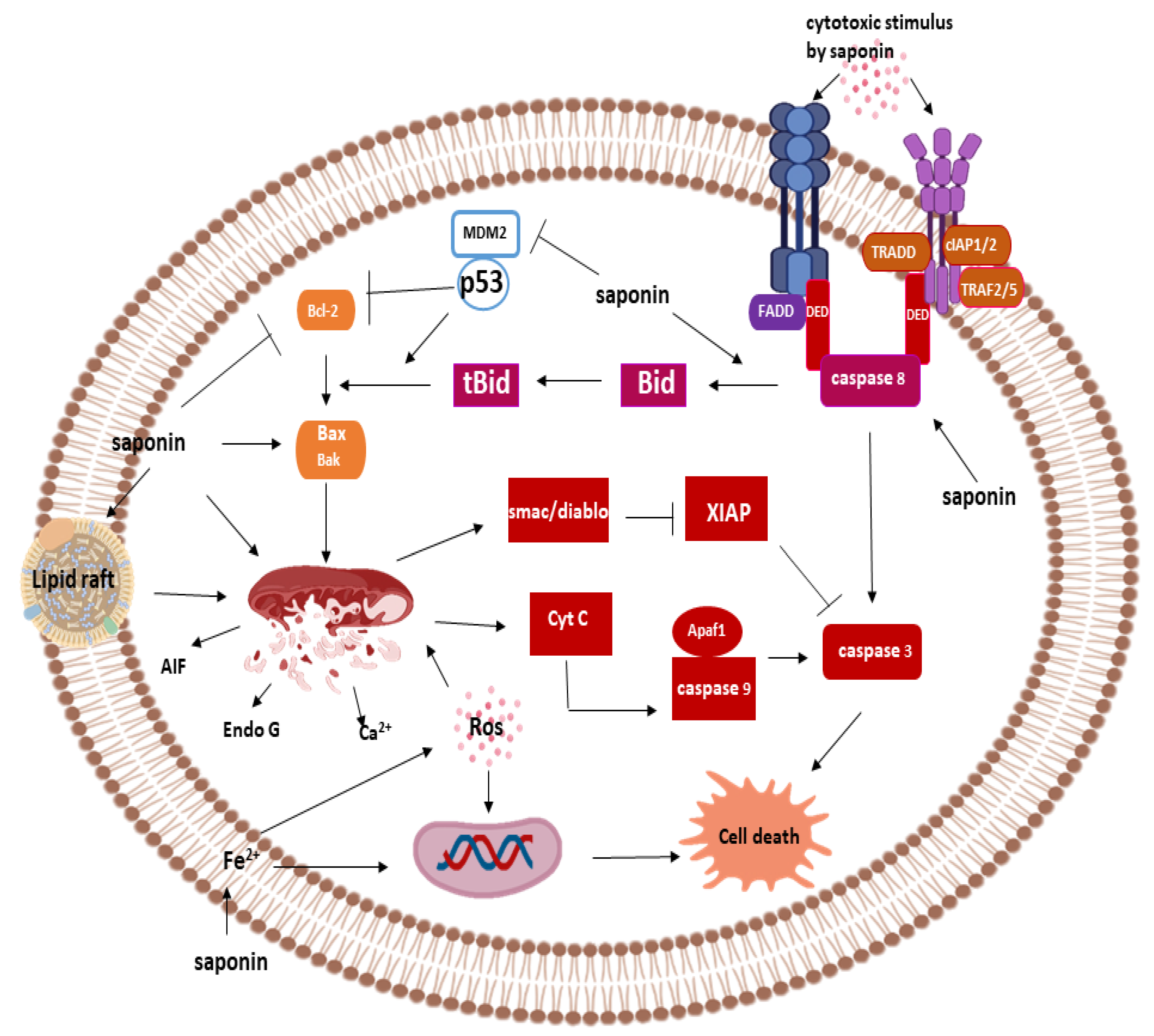 Pathophysiology 28 00017 g004 Pathophysiology 28 00017 g004