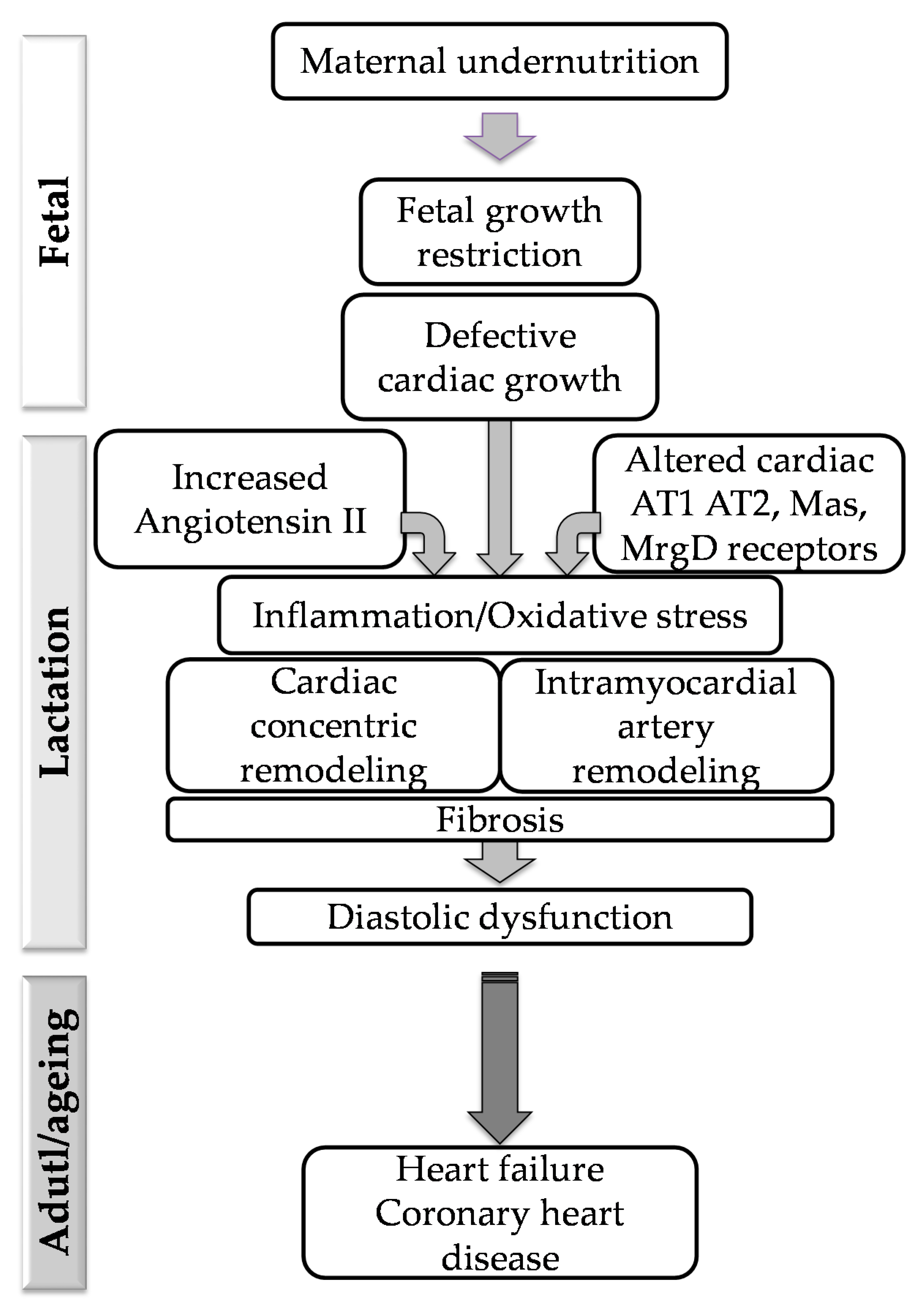 Pathophysiology 28 00018 g007 Pathophysiology 28 00018 g007