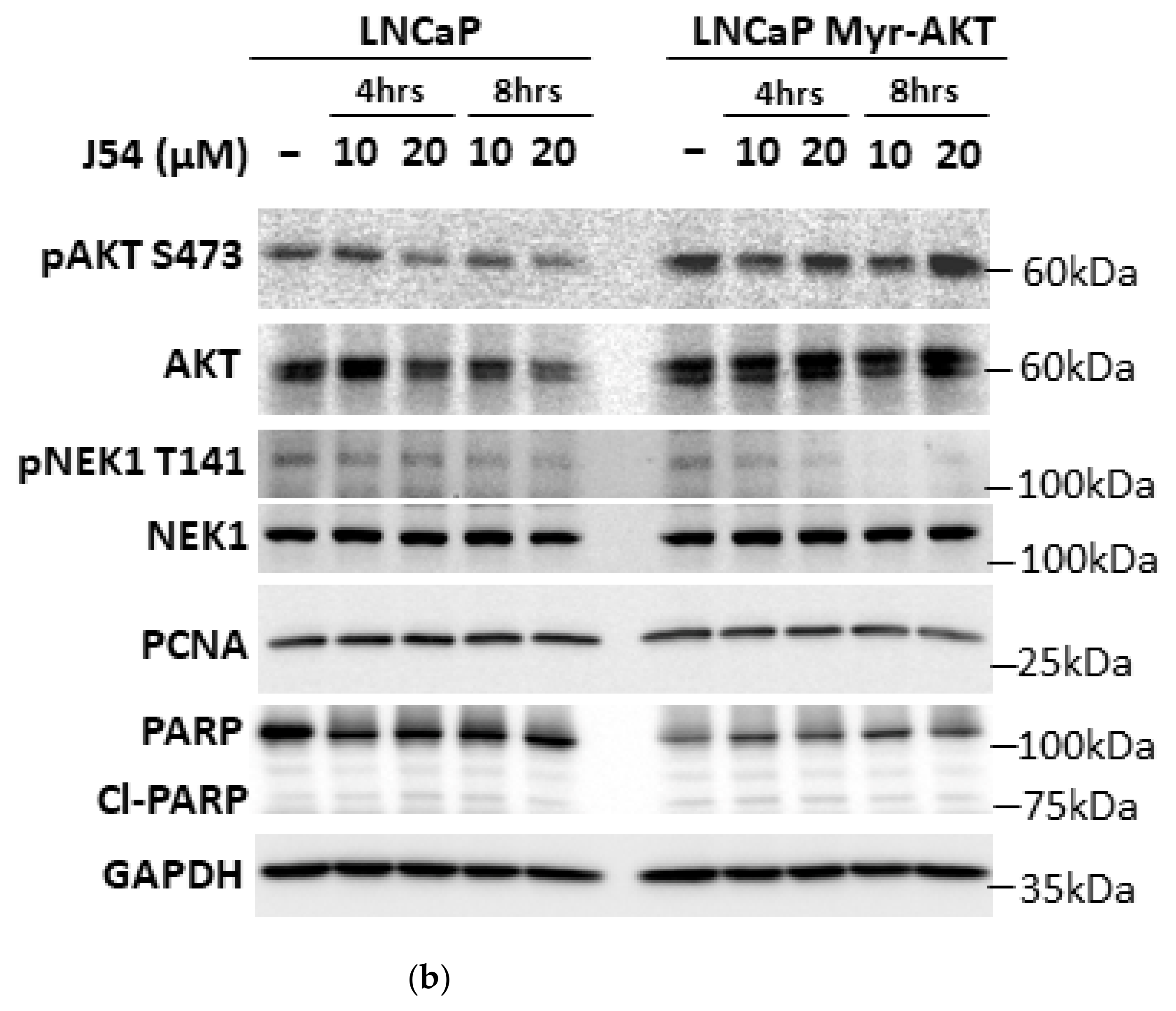 Pathophysiology 28 00023 g004b Pathophysiology 28 00023 g004b