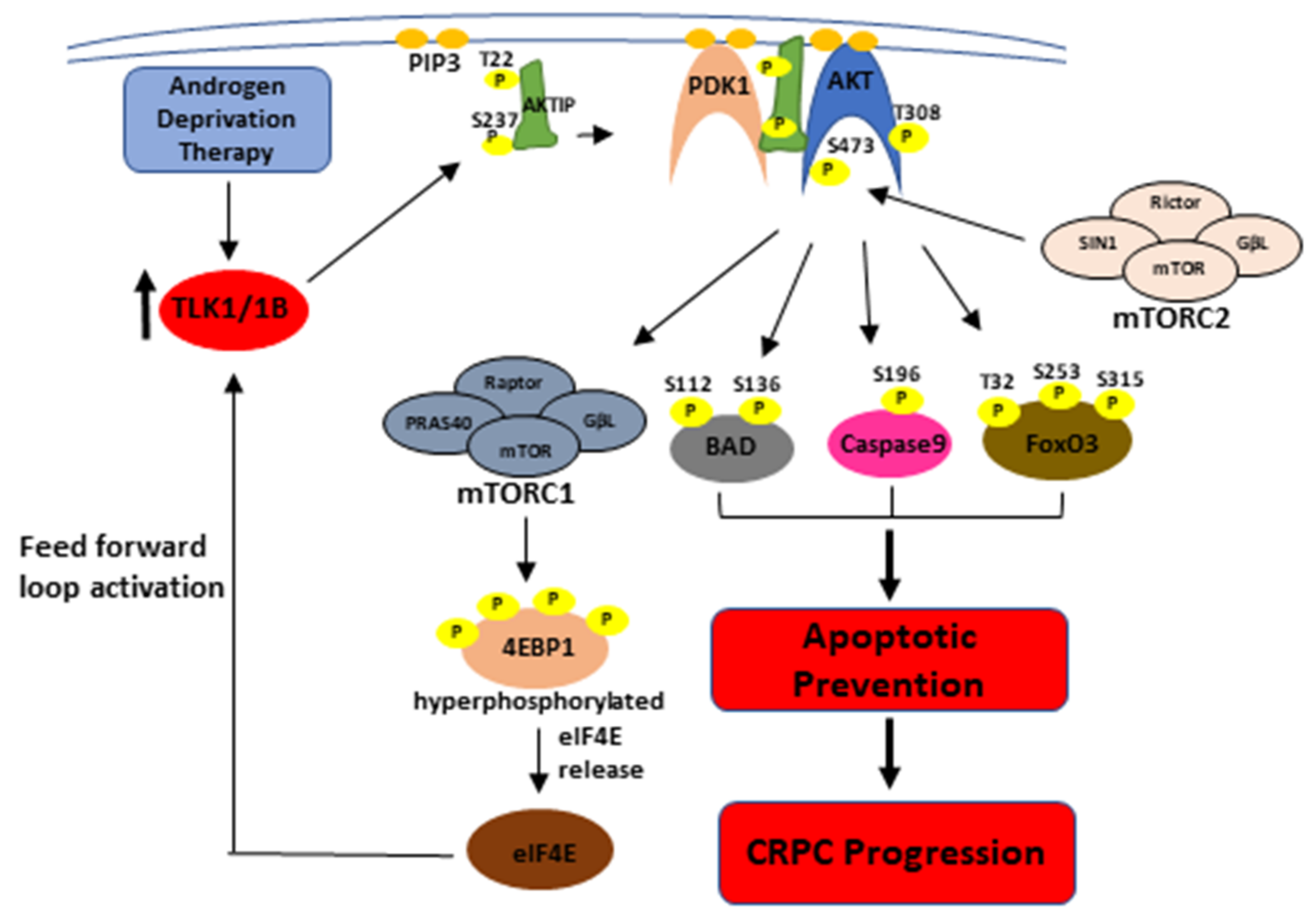 Pathophysiology 28 00023 g005 Pathophysiology 28 00023 g005