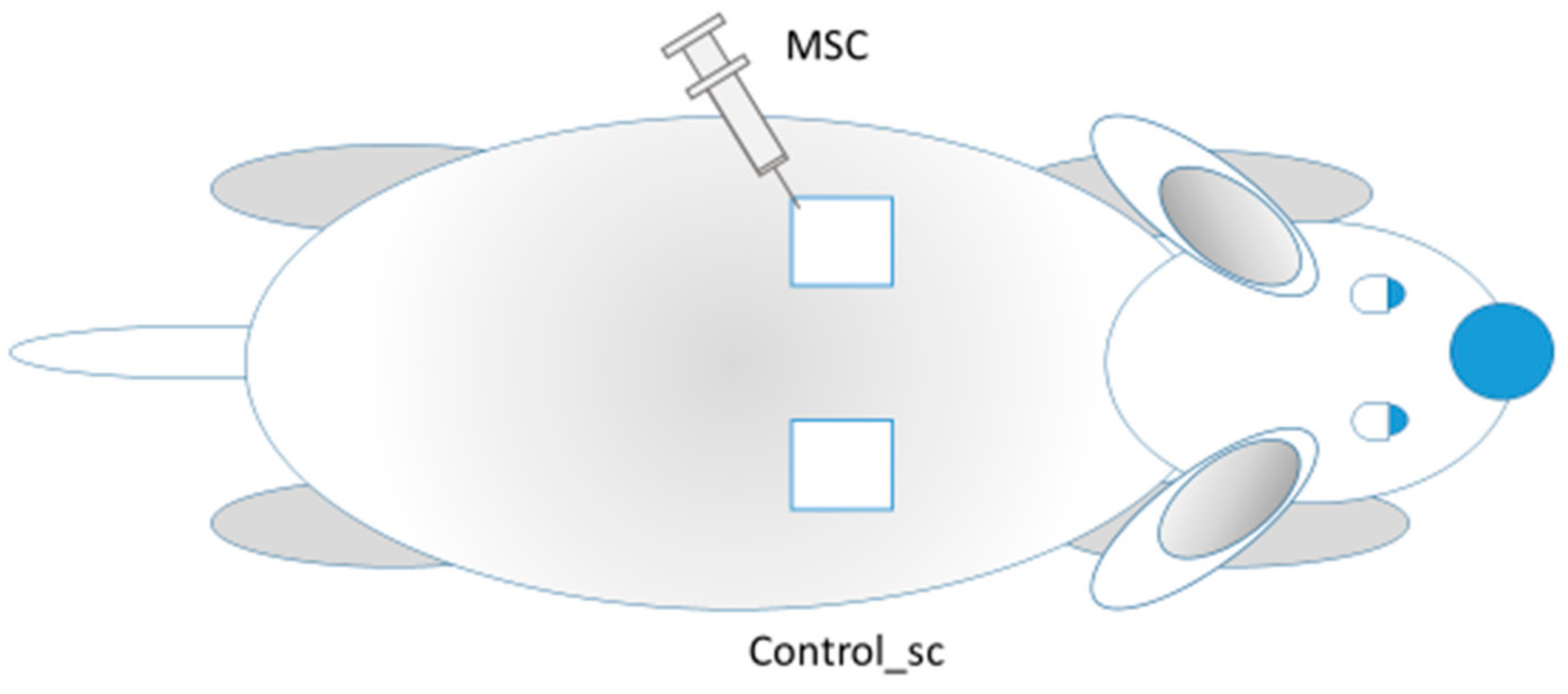 【アウトレット☆送料無料】 Local Cell Stem Mesenchymal of Effects Remote and 自転車本体