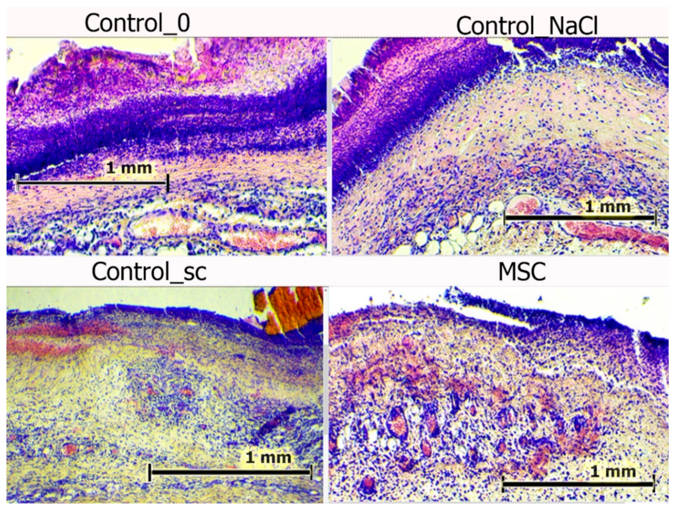 Pathophysiology 28 00024 g007 550