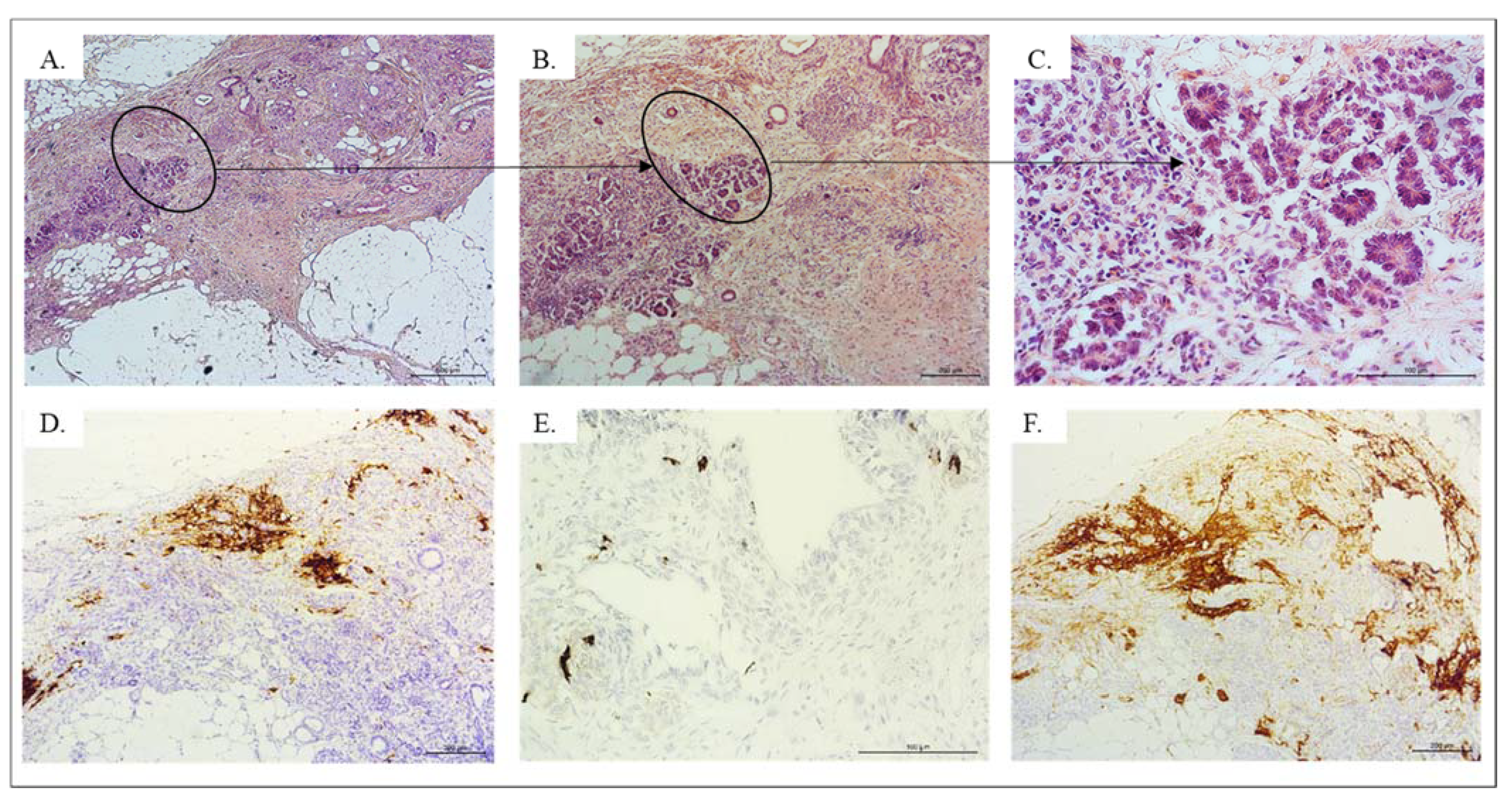 Pathophysiology 28 00025 g004 550
