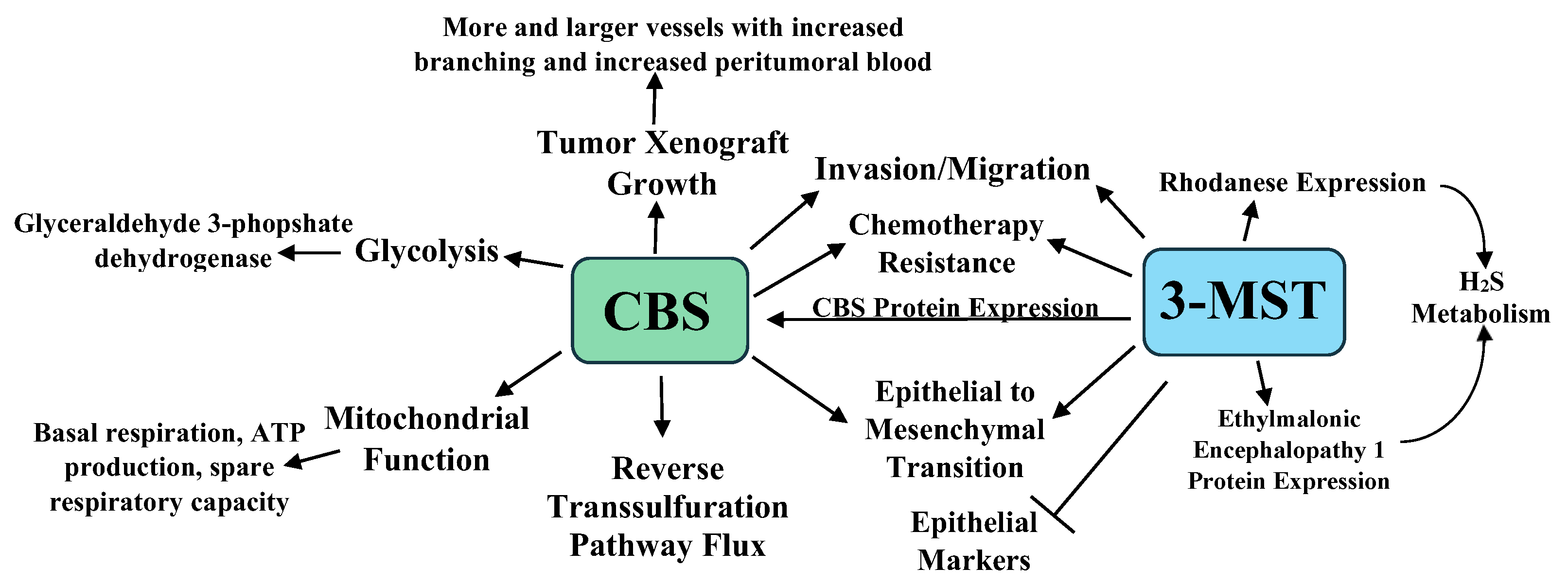 Pathophysiology 28 00028 g001
