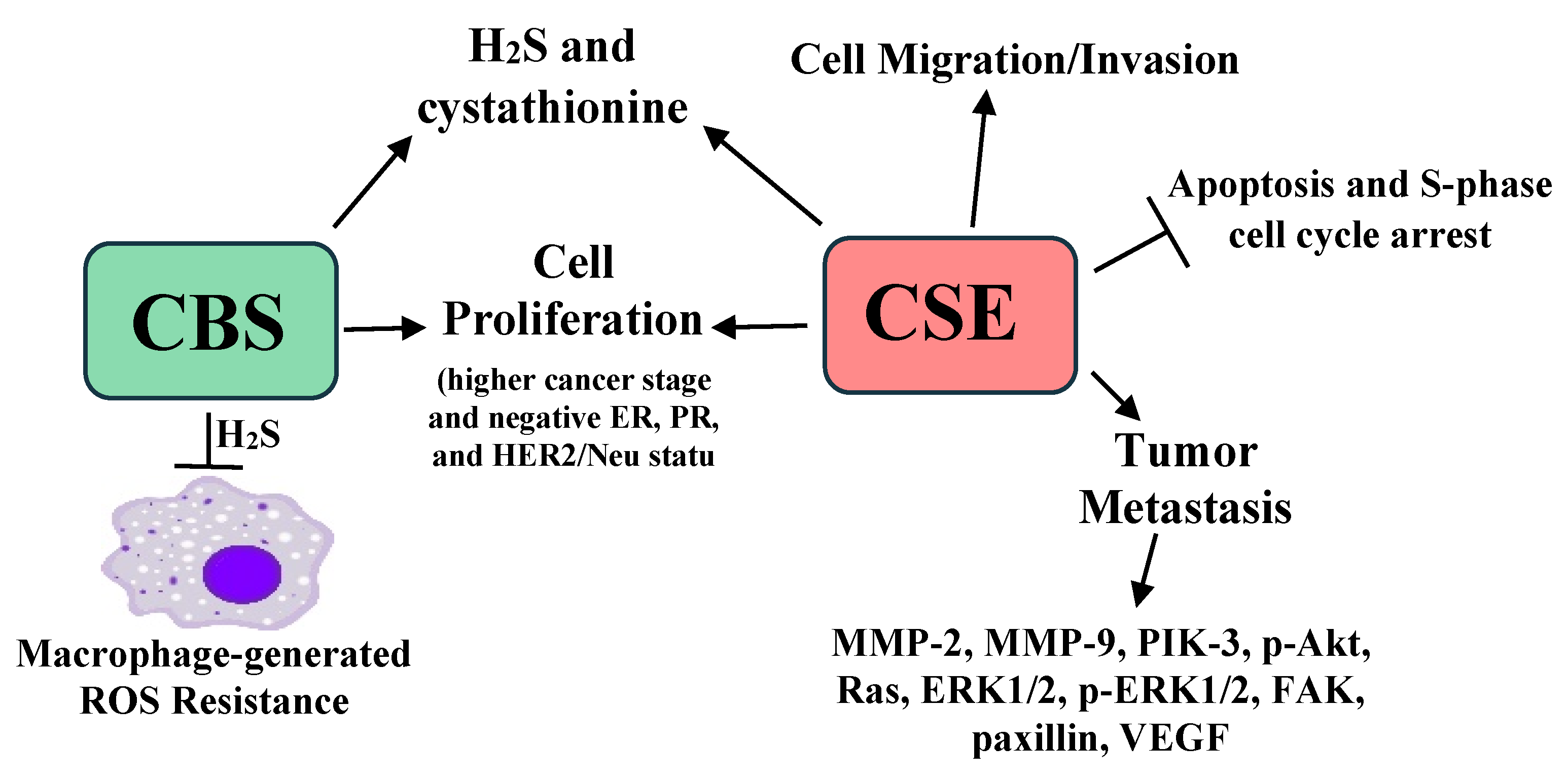 Pathophysiology 28 00028 g003
