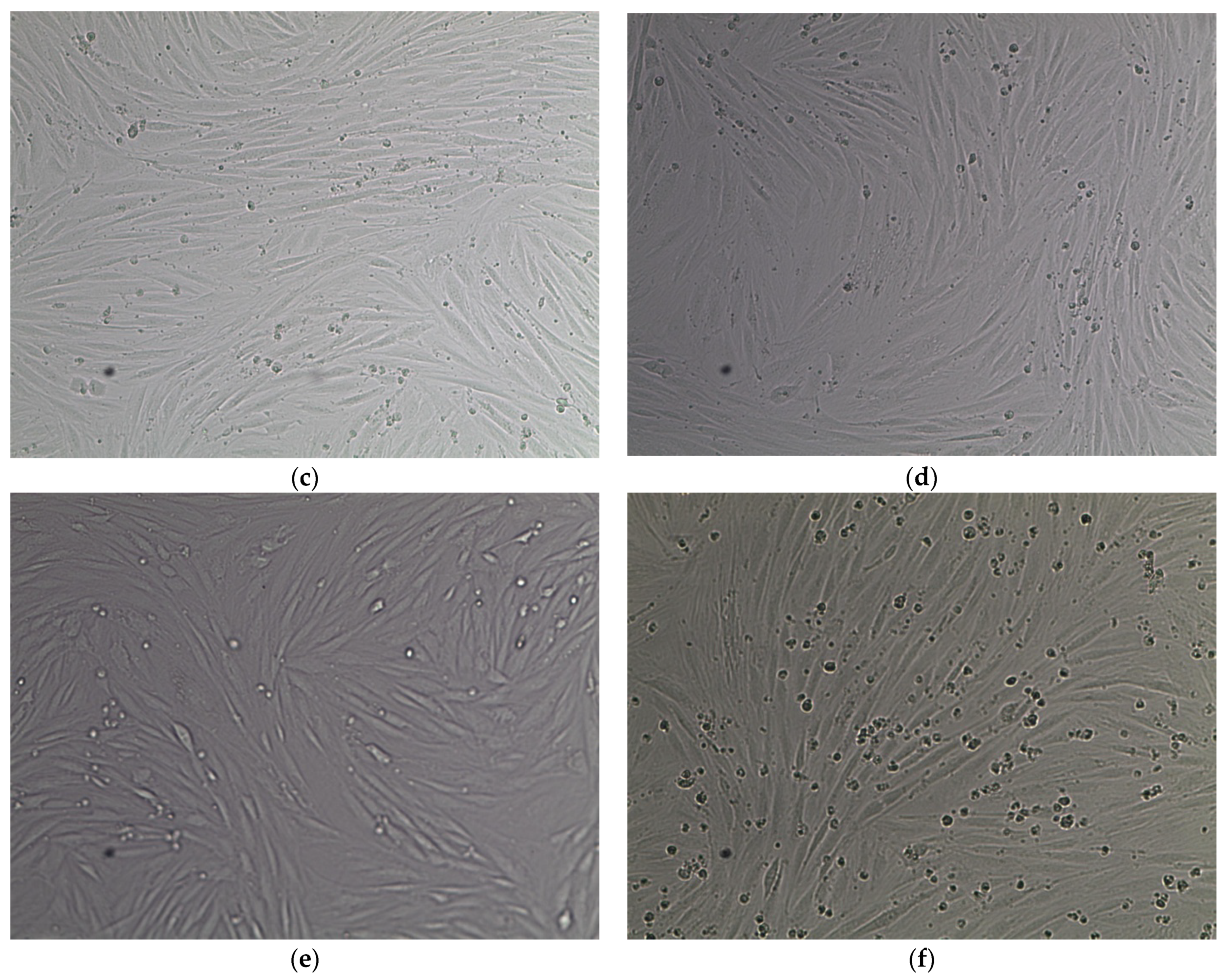Pathophysiology 28 00029 g001b Pathophysiology 28 00029 g001b